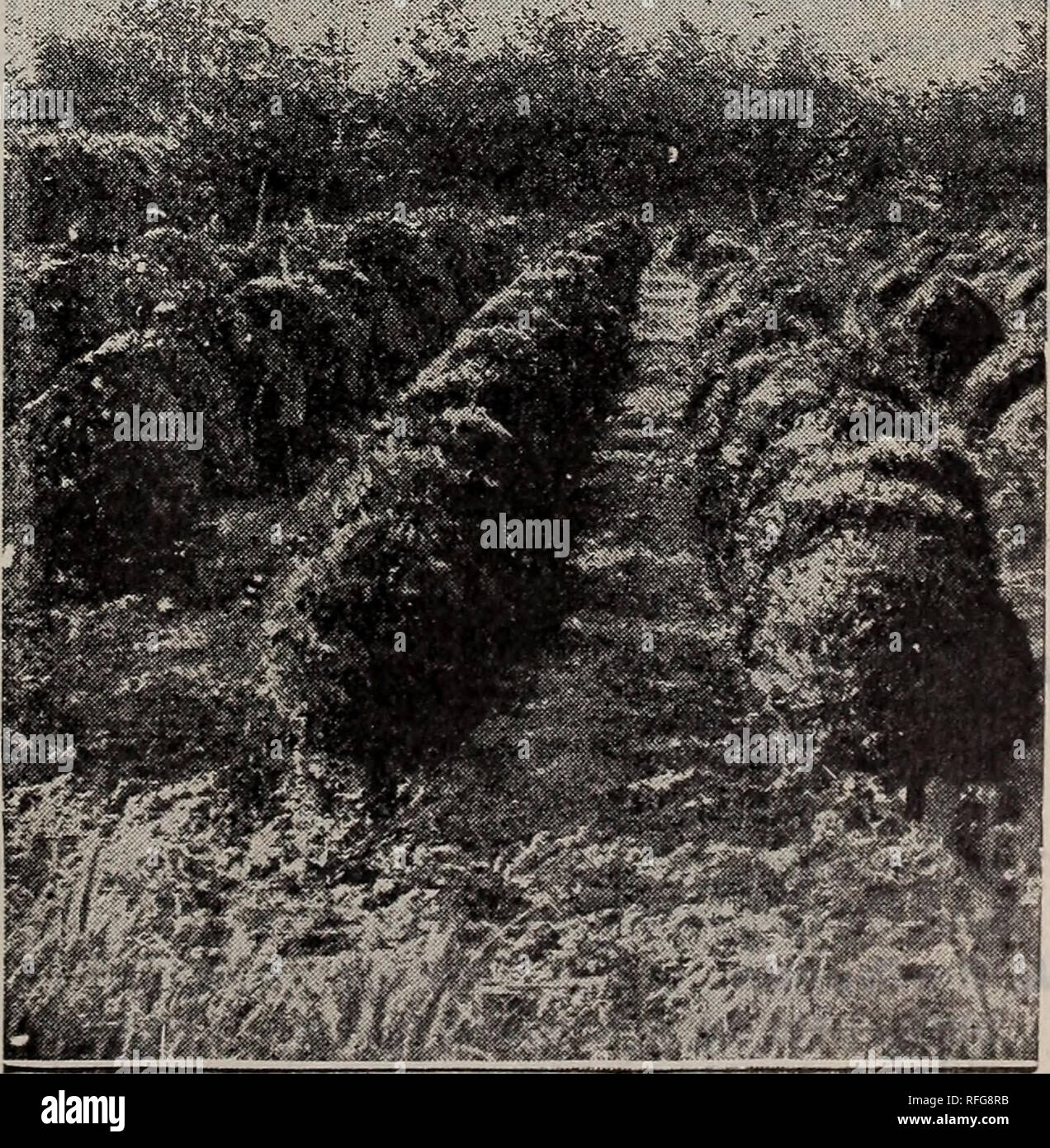 . Descriptive catalogue : trees, shrubs and plants. Nursery stock, New York (State), New York, Catalogs; Trees, Seedlings, Catalogs; Shrubs, Catalogs; Flowers, Catalogs; Fruit, Catalogs. FLUSHING, NEW YORK 33 SCIADOPITYS S. verticillatus. Umbrella Pine. (30ft.) A beautiful and hardy evergreen from Japan. Shining dark green foliage ar- ranged in whorls of umbrella-like tufts. Of slow growth, but rare and desirable. $3- TAXUS. Yew T. adpressa stricta. Japan Yew. (6 to 8 ft.) Foliage dark green; leaves short; habit upright. Desirable. 50 cts. tofi. T. baccata. English Yew. (iotoi2ft.) A most desi Stock Photo