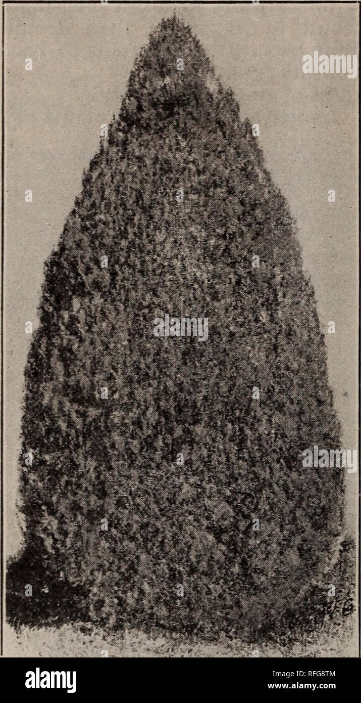 . Descriptive catalogue : trees, shrubs and plants. Nursery stock, New York (State), New York, Catalogs; Trees, Seedlings, Catalogs; Shrubs, Catalogs; Flowers, Catalogs; Fruit, Catalogs. 30 KEENE &amp; FOULK, NURSERYMEN BIOTA. Chinese Arborvitae Biota Orientalis. Chinese Arborvitae. (15 ft.) The flat growth of the young branches and its bright green color make it interesting and valuable. 50c.. Chinese Golden Arborvitae. B. , var. a urea. Chinese Golden Vitse. (5 ft.) Of conical or rounded form; foliage dense ; bright golden green in color. 50 cts. var. elegantissima. Rollinson's Golden. (8 ft Stock Photo