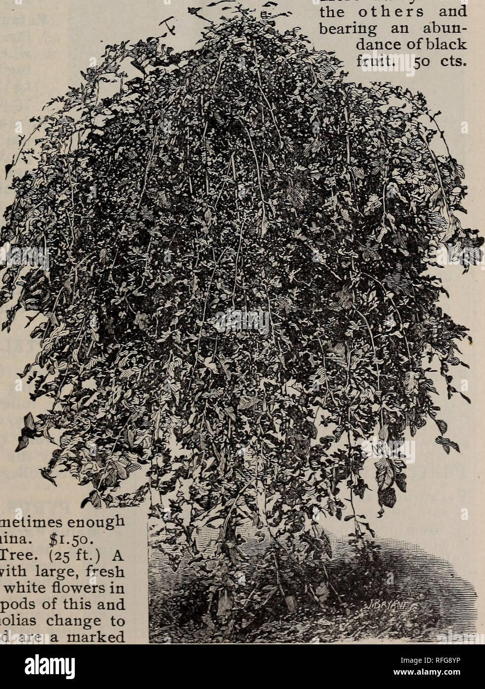 . Descriptive catalogue : trees, shrubs and plants. Nursery stock, New York (State), New York, Catalogs; Trees, Seedlings, Catalogs; Shrubs, Catalogs; Flowers, Catalogs; Fruit, Catalogs. FLUSHING, NEW YORK 11 Magnolia glauca. Sweet Bay. (15 ft.) A small tree common in the swamps of New Jersey; nearly evergreen. Thrives very well on upland soil, and is esteemed for its delicate, white, sweet- scented flowers, appearing in June and filling all the surrounding neighbor- hood with fragrance. America. $1. M. Lenne. Red - flowering Magnolia. (20 ft.) A desirable sort because of its distinct color an Stock Photo
