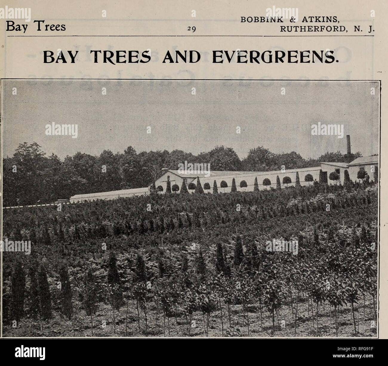 . Catalogue of Dutch, French, Japanese and other bulbs . Nursery stock