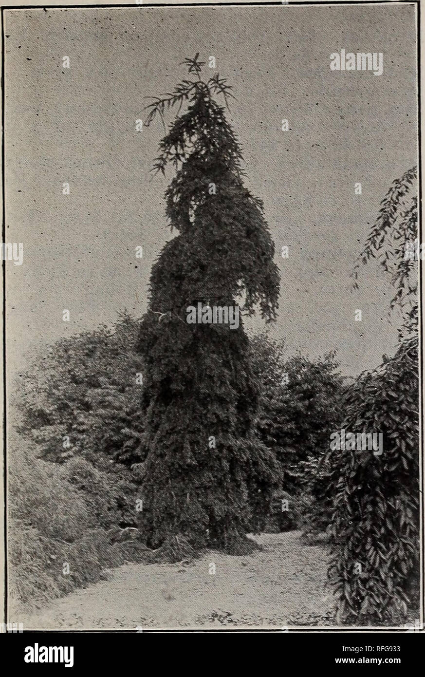 . Catalogue of Dutch, French, Japanese and other bulbs :. Nursery stock New Jersey Rutherford Catalogs; Bulbs (Plants) Catalogs; Flowers Seeds Catalogs; Plants, Ornamental Catalogs. Evergreen Trees 23 BOBBINK &amp; ATKINS, RUTHERFORD, N. J.. Picea Escelsa Invert a. T. Hookeriana (Hooker's California Spruce). A rare and beautiful hardy variety some- what resembling- the Hemlock in growth; pale blue-green foliage, thickl}' set on the branches. Ea. $1.00 and $1.50. CEDRUS atlantica glauca. One of the most beautiful evergreens yet sent out. Upright growth, but low branched and of compact habit, wi Stock Photo