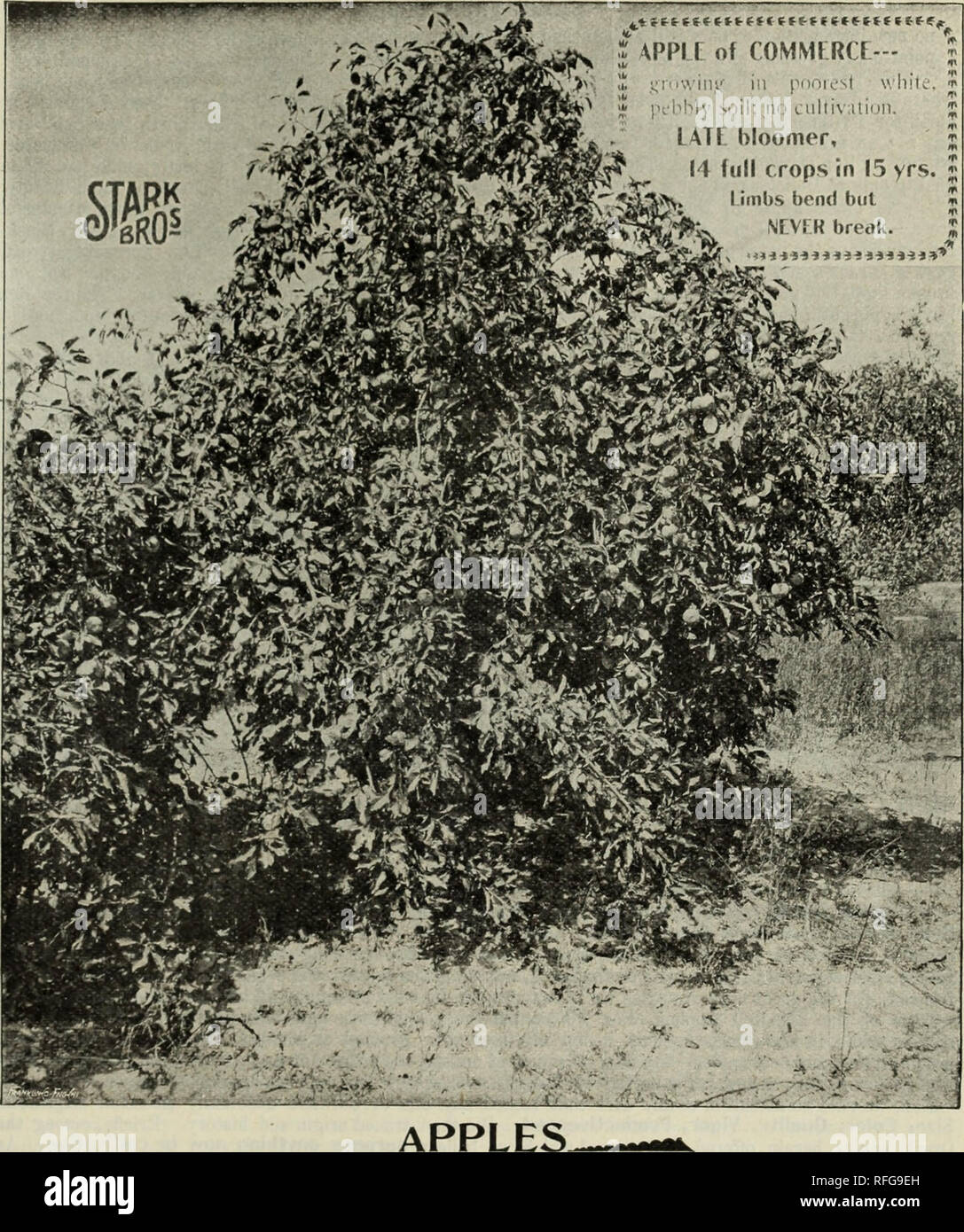 . Stark fruit book. Nursery stock Missouri Louisiana Catalogs; Fruit trees Catalogs; Fruit Catalogs; Flowering shrubs Catalogs. Alexander.-Thin bearer, blighter; less hardy, much less desirable, than Wealthy or Wolf River, market. N. III. Exp. St'n : Often inijKTfect, liable to rot. Though sht) y when in perfection, is of little value.—Prof. Burrill. Am. SummeP Pearmain.-Tender, juicy, but apt to scab, crack; Summer King is best of the season. F. CS. APPLE of COMMERCE (Trade Mark).-This finest of long keepers, with Black Ben Davis, Champion, Stayman Winesap, Delicious, Senator, together with Stock Photo