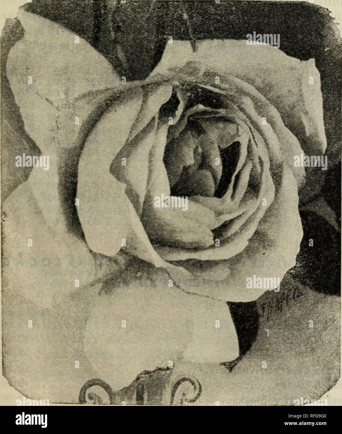 . Pleasant Valley Nurseries : 1902 [catalog]. Nursery stock New Jersey Moorestown Catalogs; Nut trees Catalogs; Fruit trees Seedlings Catalogs; Fruit Catalogs. DOROTHY PERKINS. KAISERIN AUGUSTA VICTORIA. A beautiful white everblooming Rose. Equally handsome in bud or flower; a n™ers are verv large&gt; and although it opens wide and lull, petals reflexing and rolling back to the stem, the center is not shown; highly perfumed. MRS ROBT. GARRETT. A cross between Sombreuil and Madame Caroline Testout. In growth it is quite similar to the latter sort. The color is rich, deep, yet soft shell-pink; i Stock Photo