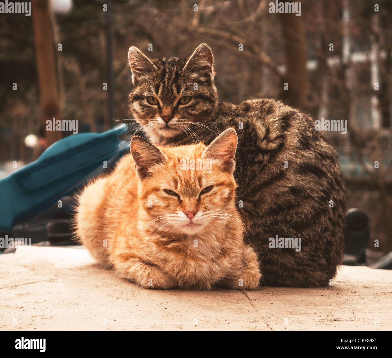 Portrat of the two cute cats Stock Photo