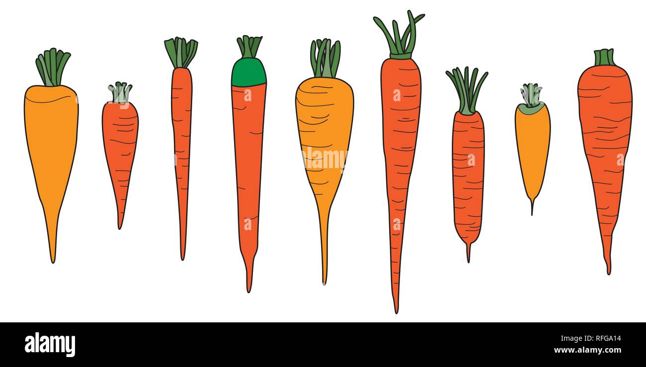 Orange Carrot Vector Drawing. Seamless Border on White Stock Vector