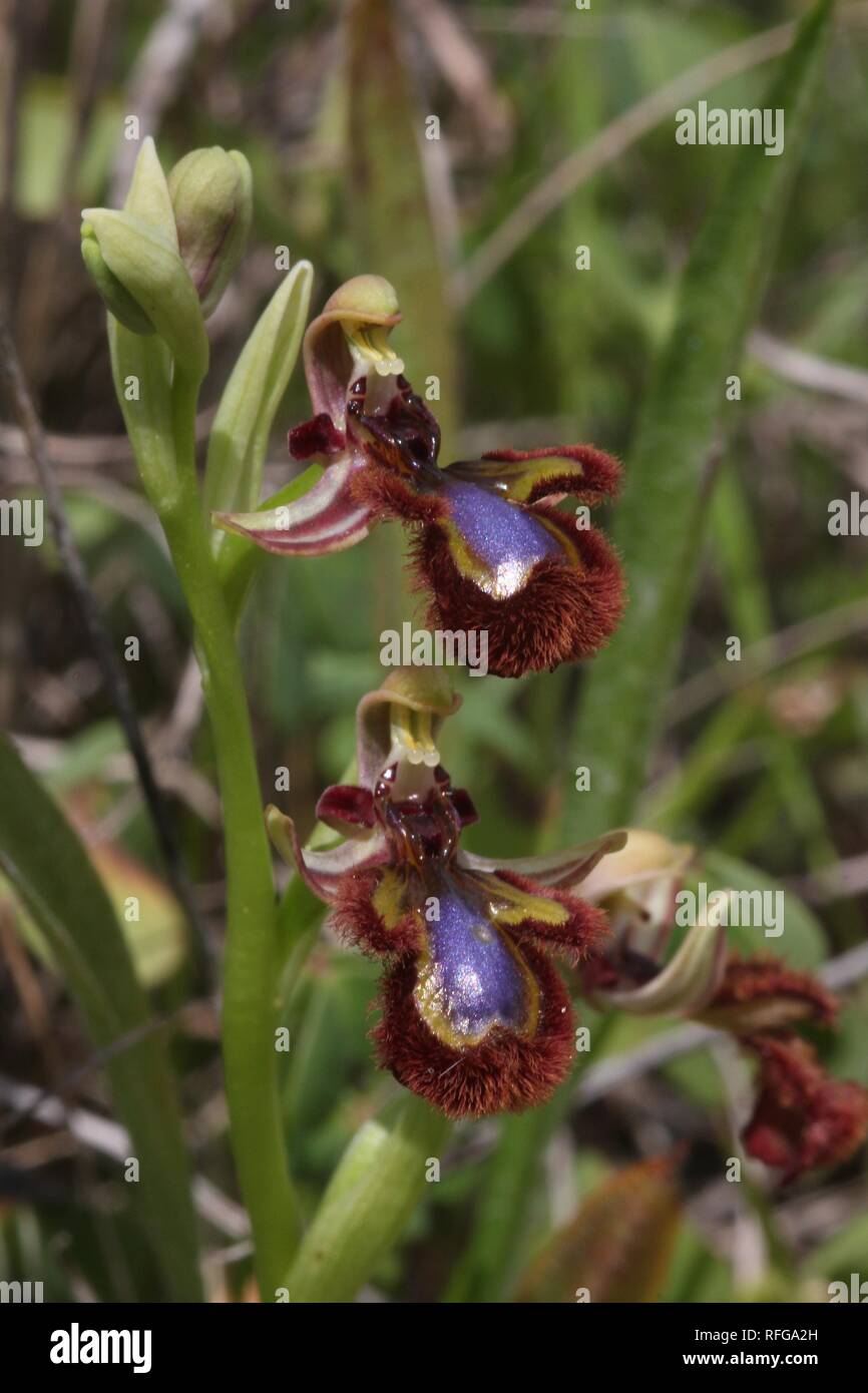Mirror orchid (Ophrys speculum) flowering near the Algarve coast in southern Portugal. The location is close to a golf course to the east of Lagos. Stock Photo