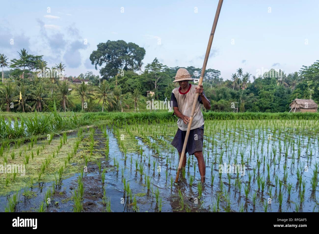 Rice farmer at work in the rice field, Bali, Indonesia Stock Photo Alamy