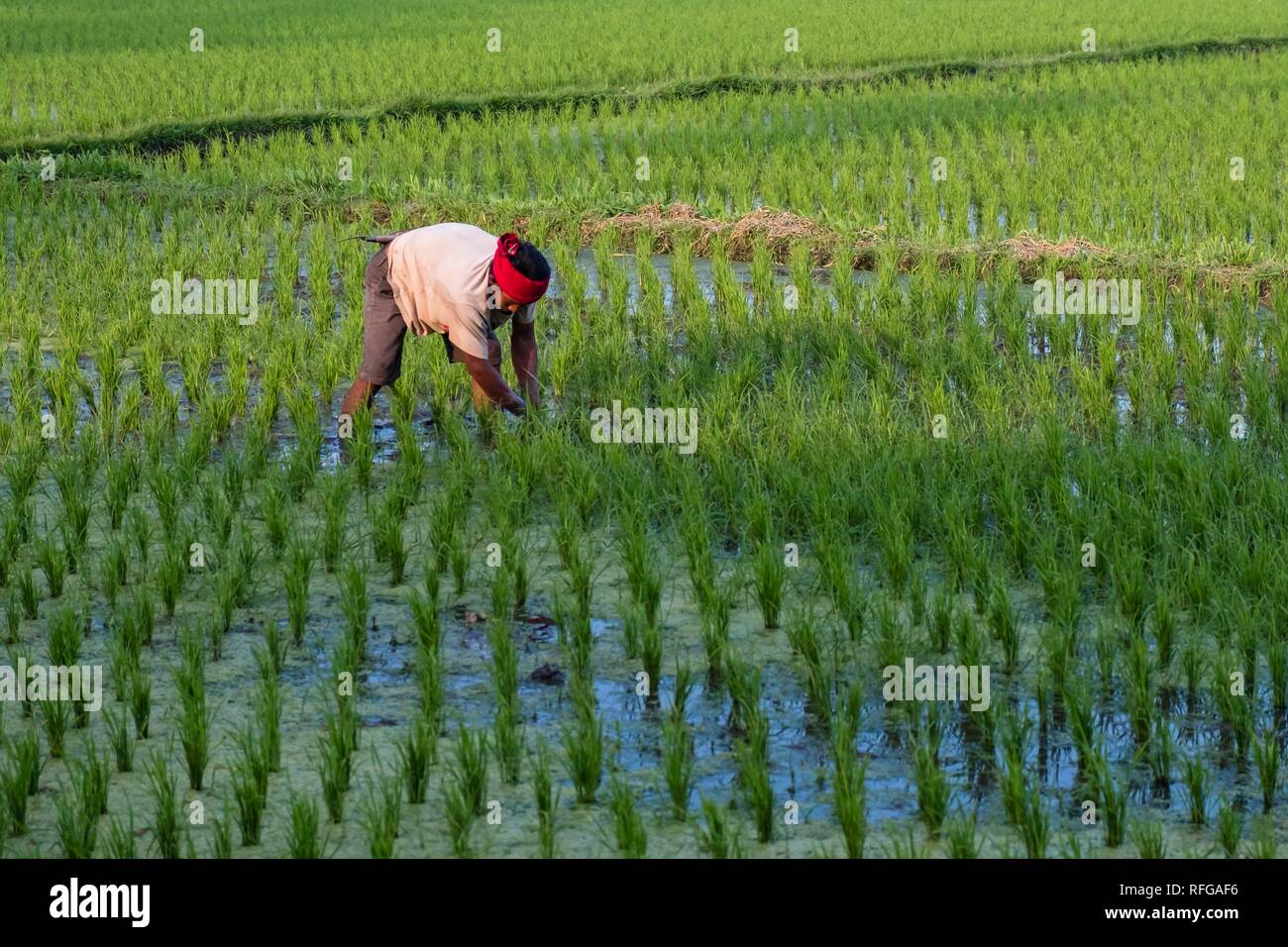 Rice farmer at work in the rice field, Bali, Indonesia Stock Photo Alamy
