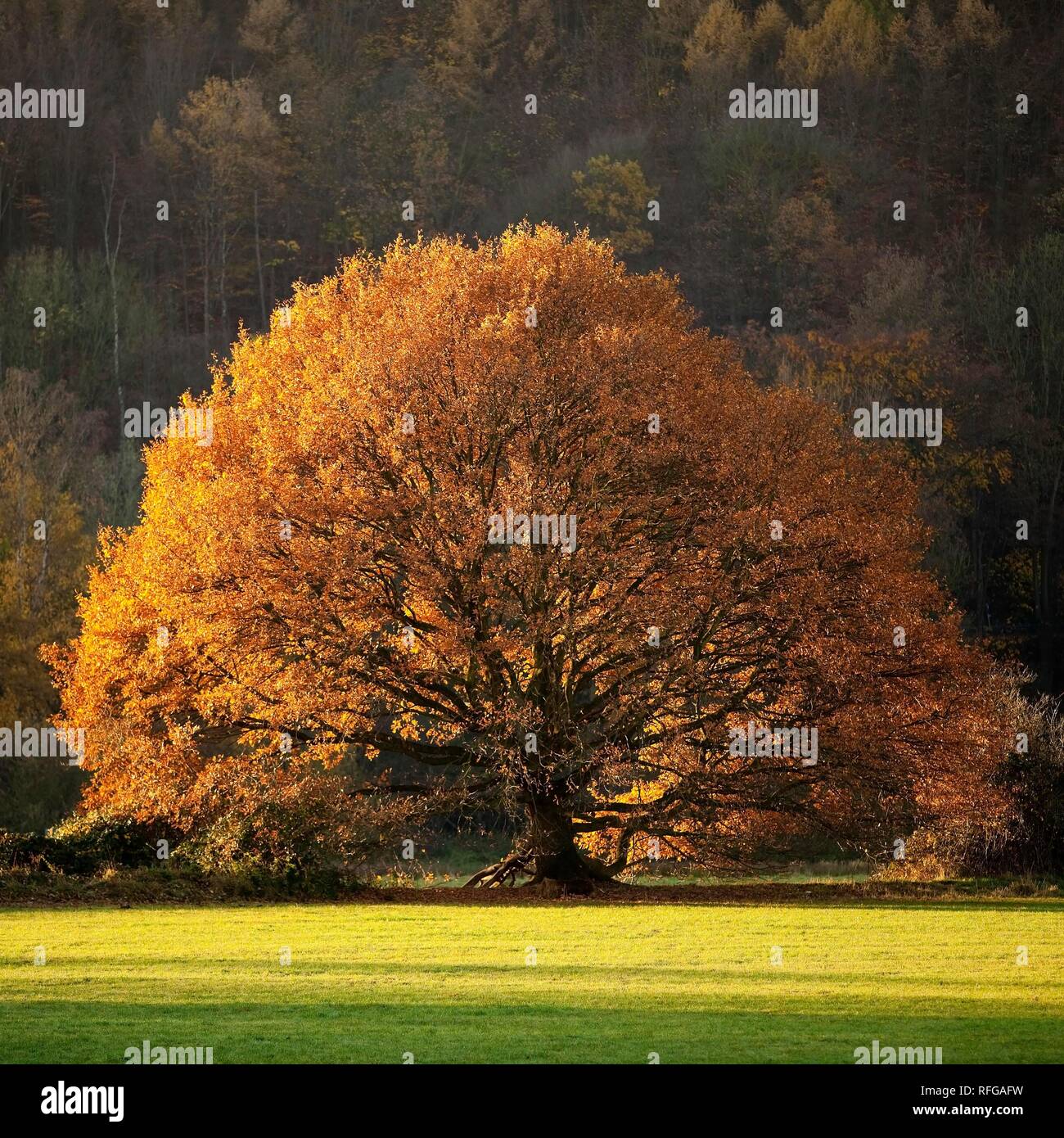 An oak tree in autumn in the Ruhrauen, Hattingen, Ruhr area, North Rhine-Westphalia, Germany Stock Photo