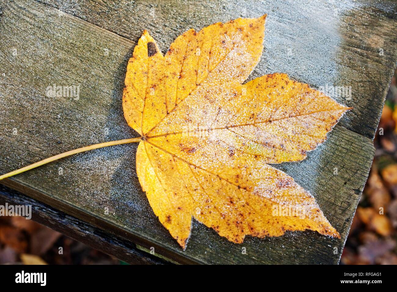 A leaf in autumn, Witten, Ruhr area, North Rhine-Westphalia, Germany Stock Photo