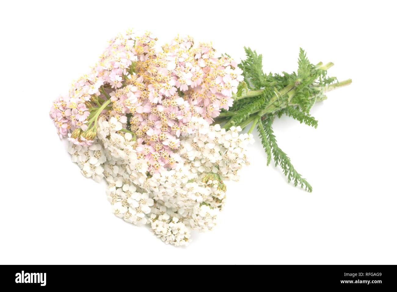 Medicinal plant Yarrow (Achillea millefolium Stock Photo Alamy