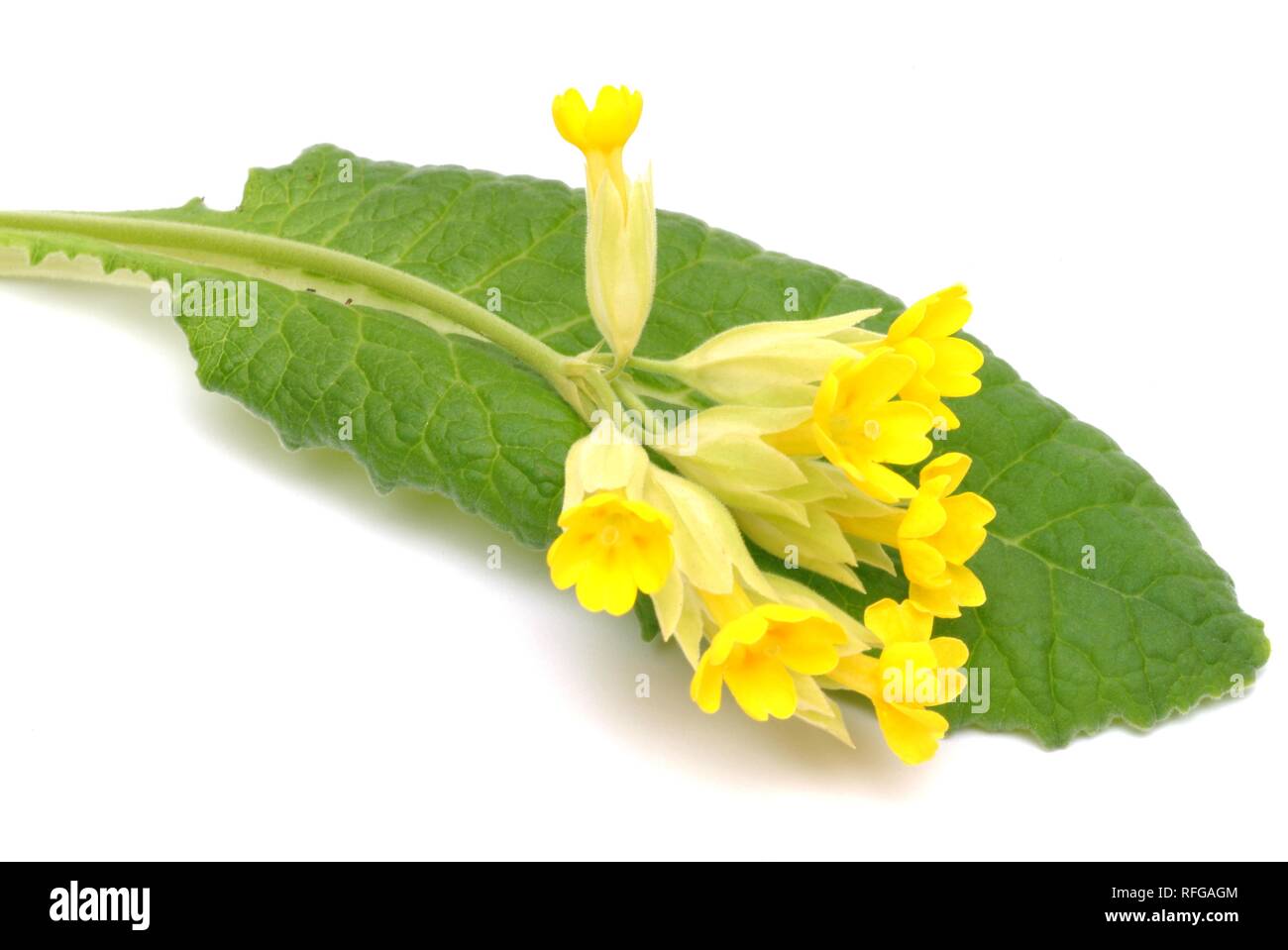 Medicinal plant, Cowslip, (Primula veris) Stock Photo