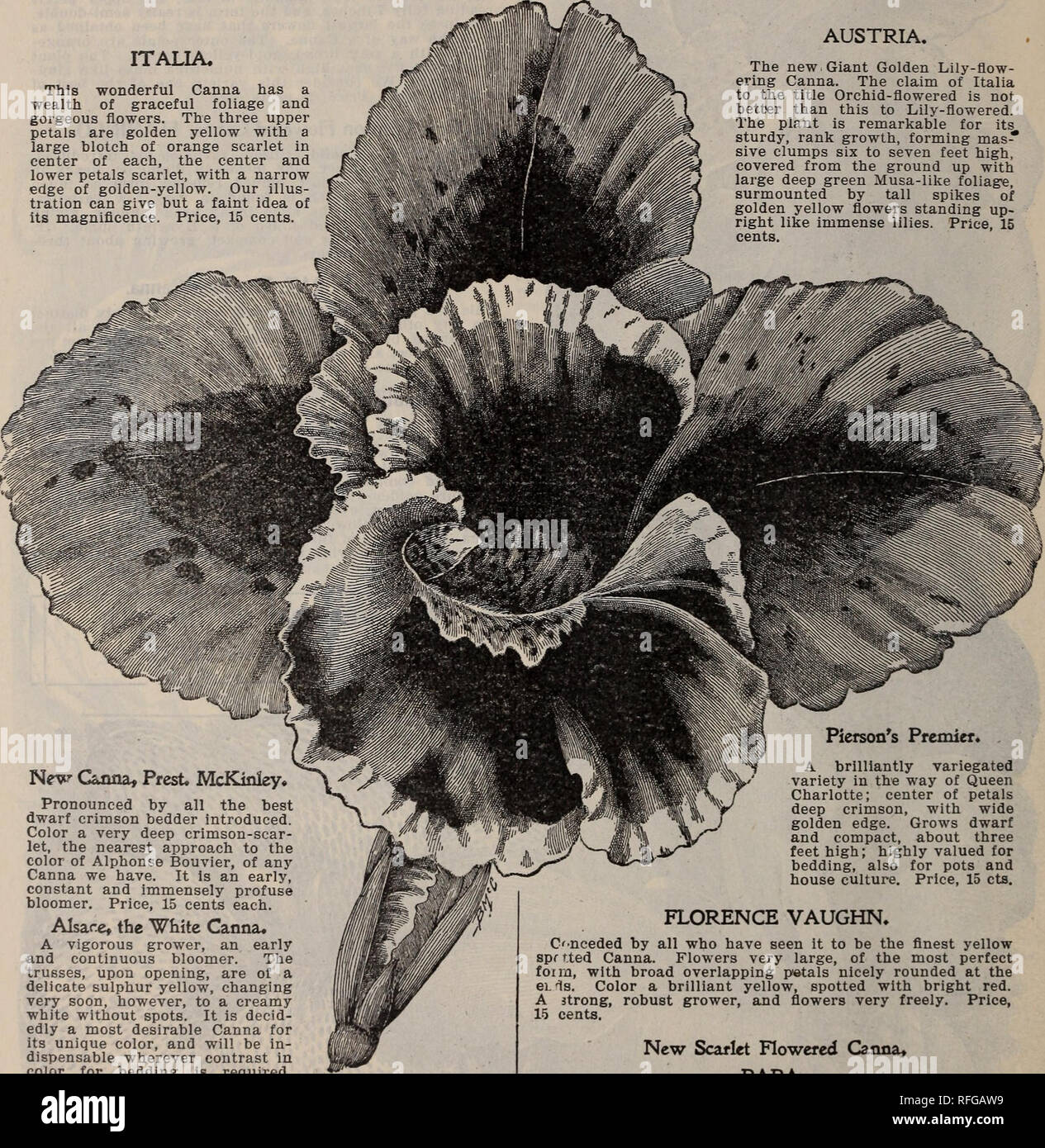Floral Gems Nursery Stock Ohio Springfield Catalogs Plants Ornamental Catalogs Flowers Catalogs Bulbs Plants Catalogs Flowering Shrubs Catalogs 38 The Mcgregor Brothers Go Springfield Ohio Orchid Flowering Cannas Specia Offer The Nas For