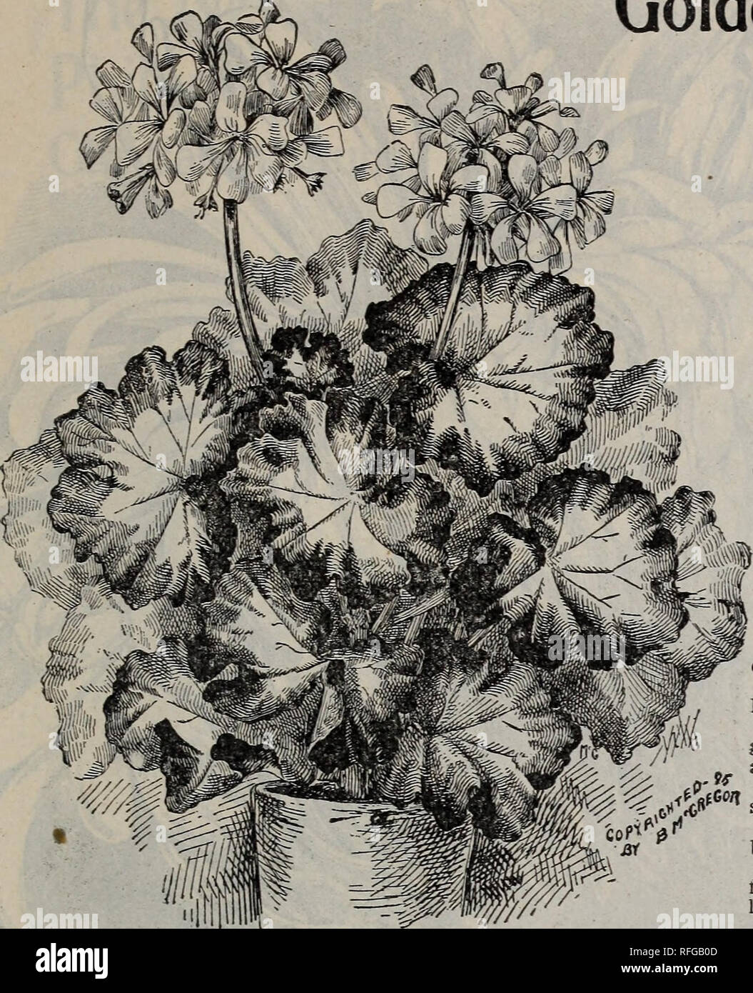 Sevena Geranium . Floral gems. Nursery stock Ohio Springfield Catalogs; Plants ...