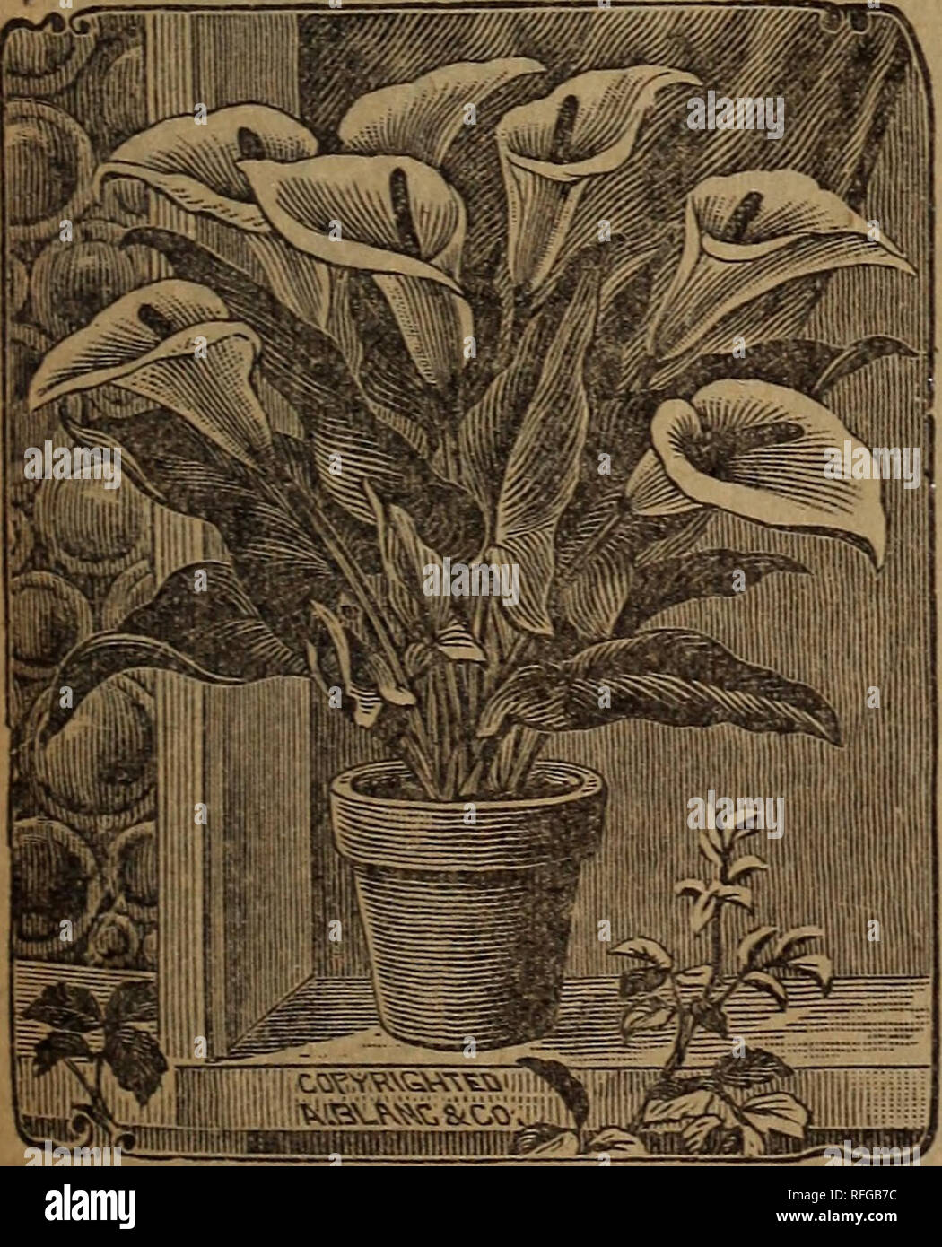. Floral treasures : 1901. Nursery stock Ohio Catalogs; Roses Catalogs; Flowers Catalogs; Bulbs (Plants) Catalogs. UMBRELLA PLANT. This is a plant of the easiest culture, and a large specimen is as handsome as a Palm for decoration. It makes a handsome pot plant, or can be used in baskets or vases, making a charming effect. It will grow luxuriantly in water, and is, therefore, in- dispensable for aquariums or fountains. 5 cents each. CALLA LILIES. New Baby- Calla Lily, Little Gem. — This Calla only grows about six to eight inches high and is the freest blooming of all the Callas. The bloom is  Stock Photo