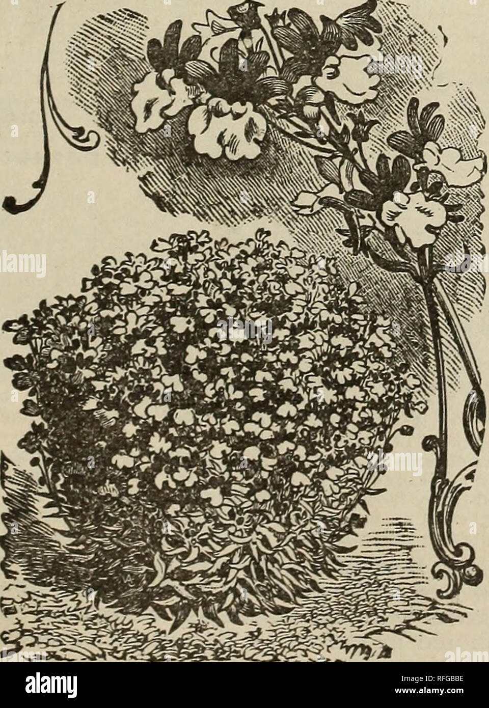 . Park's floral guide 1901. Nursery stock Pennsylvania Catalogs; Flowers Seeds Catalogs; Bulbs (Plants) Catalogs. Medicago, annuals; snails, spirals, etc.. mixed Mesetnbryantliemuin, fine for rock-work; foli- age and flowers both pretty; separate or mixed... iEf/mo«rt pudica,Sensitive Plant; acacia-like foliage, Mirabilis, Four-o'clock, beautiful, showy, fragrant flowers; tall sorts, separate or mixed 3 The same with variegated foliage 3 Dwarf sorts mixed. 3 Longiflora, long, sweet flowers... 3 Multiflora, perennial, free-flowering. , 3 Complete mixture of all varieties 3 itfof rccella, Shell- Stock Photo