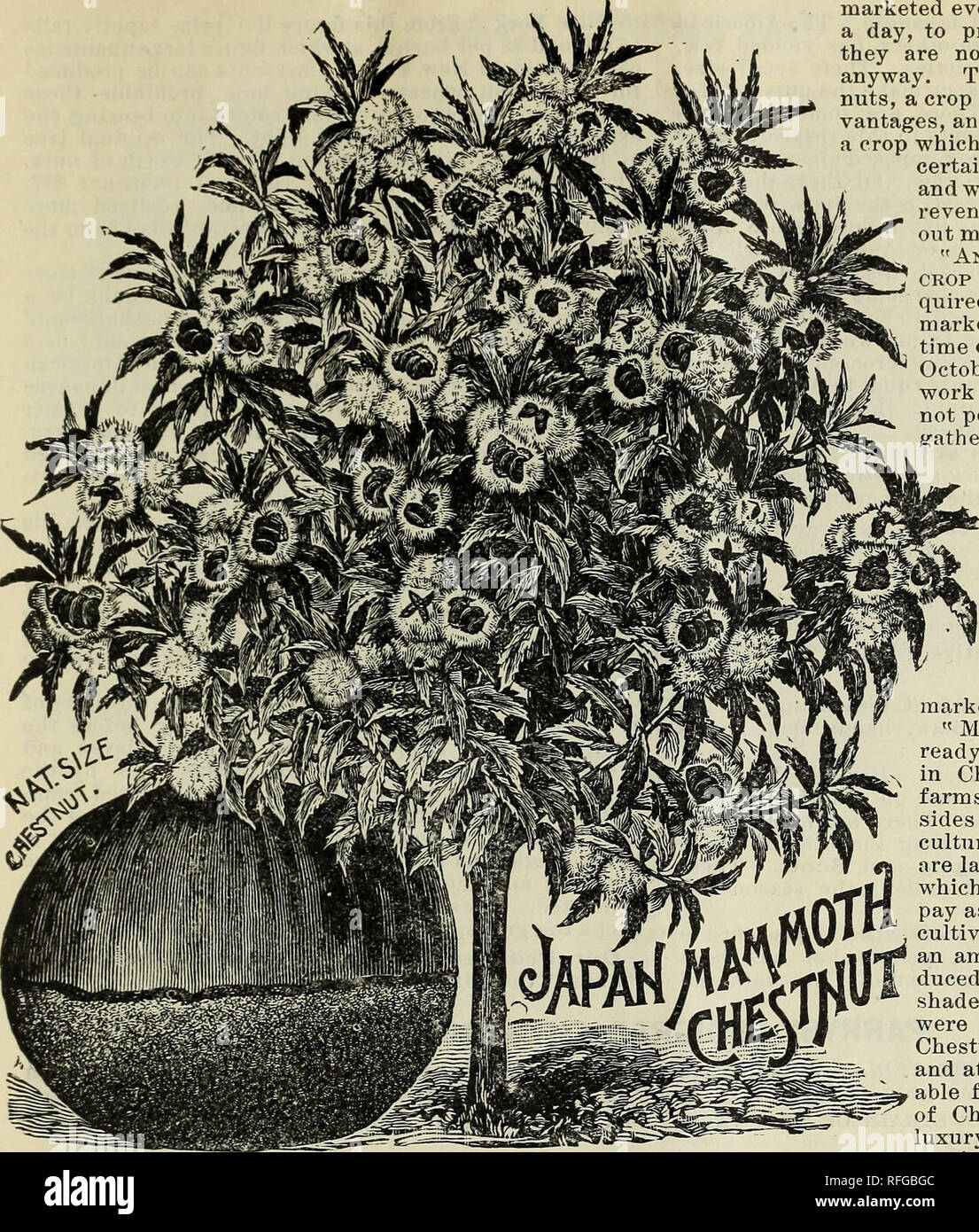 Catalogue Fruits Grown For Market And Plants For Sale Nursery Stock New Jersey Catalogs Fruit Trees Seedlings Catalogs Fruit Seedlings Catalogs Nut Trees Catalogs Trees Seedlings Catalogs Plants Ornamental Catalogs Parrys
