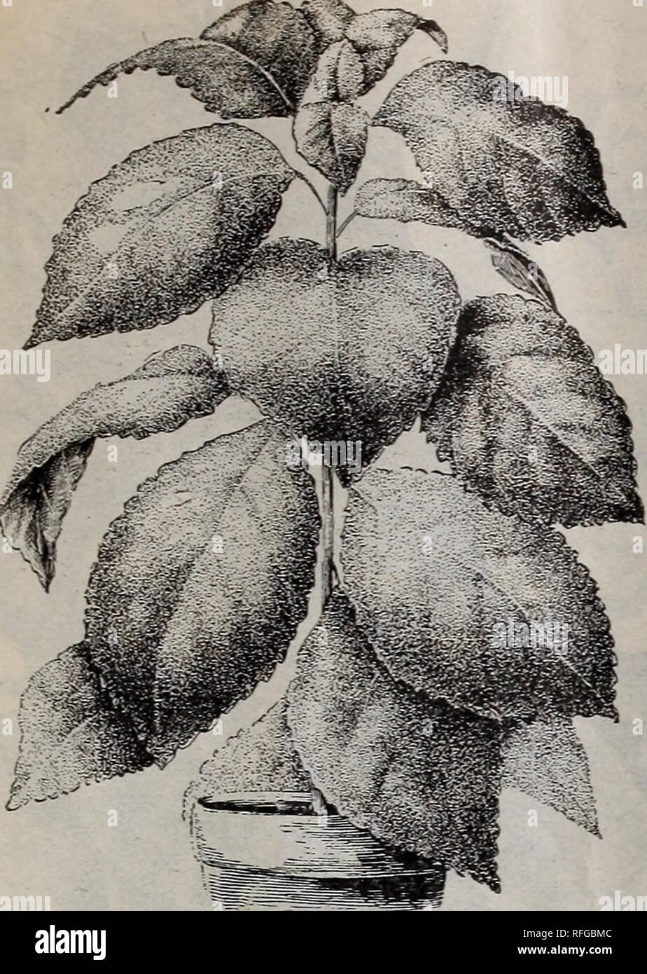 . Wholesale price list of plants for florists : April, May and June 1901. Nursery stock Ohio Springfield Catalogs; Plants, Ornamental Catalogs; Flowers Catalogs; Bulbs (Plants) Catalogs; Flowering shrubs Catalogs. WHOLESALE PRICE LIST OF PLANTS FOR FLORISTS. 23. VELVET PLANT. Gynura Aurantiaca. VELVET PLANT. Velvet Plant seems an appro- priate name, the leaves being always taken as artificial. They and the stems are entirely cov- ered with purple hairs. Shin- ing-glistening, reflecting many new colors. Any change of position appears to alter the color of the foliage. A grand plant. Of easiest  Stock Photo