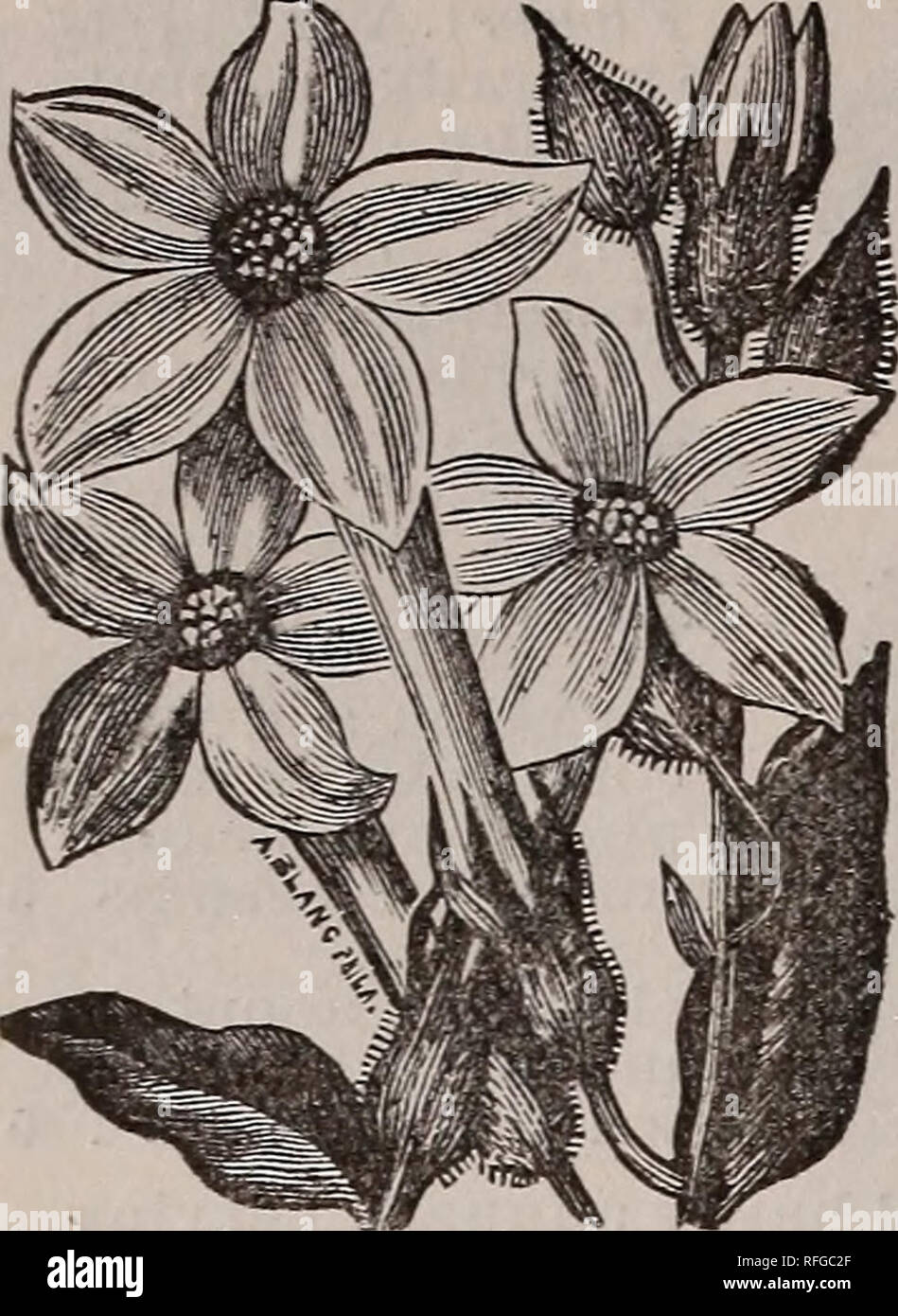 . Goodell's seed catalog. Nursery stock Massachusetts Catalogs; Flowers Catalogs; Vegetables Seeds Catalogs; Plants, Ornamental Catalogs. 24 GOODELL'S SEED CATALOG.. (h natural size.) NICOTIANA affinis {Evening Stars J. One of the finest annuals of recent intro- duction. The plants grow about three feet tall and bloom profusely all summer. The flowers are white, two or three in- ches long and about as much in diameter, and are very sweet-scent- ed, a small bed filling a whole garden with fra- grance. 11 also succeeds admira- bly as a house plant. The plants can be taken up in the fall, cut bac Stock Photo
