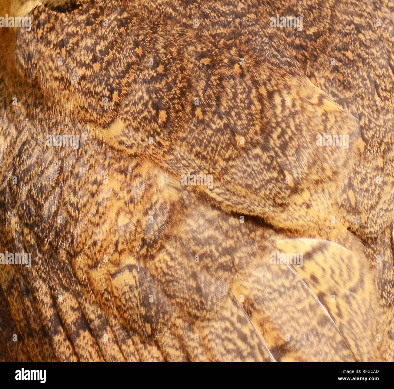 Sooty Face Barn Owl Feathers Tyto Glaucops Stock Photo Alamy
