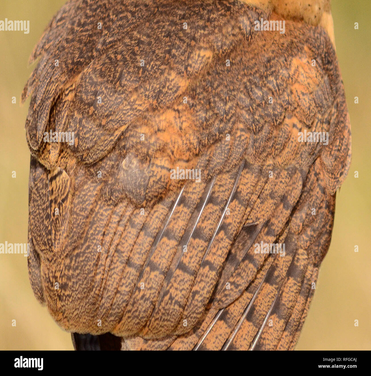 Sooty Face Barn Owl Feathers Tyto Glaucops Stock Photo Alamy sooty-face-barn-owl-feathers-tyto-glaucops-stock-photo-alamy