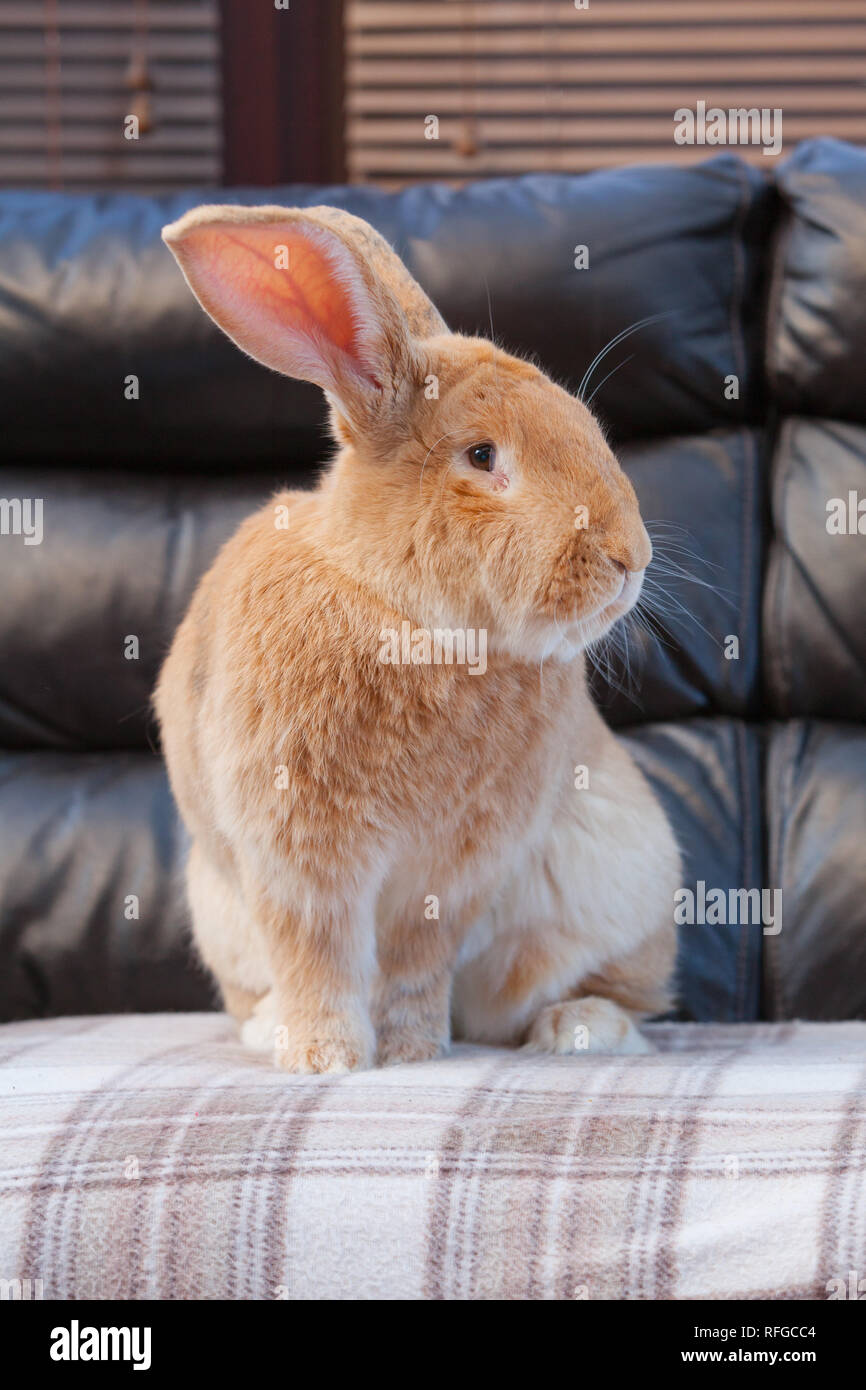 A Flemish Giant Rabbit living indoors Stock Photo