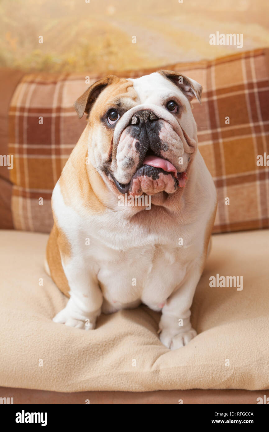 An English Bulldog on a sofa or settee or couch indoors Stock Photo