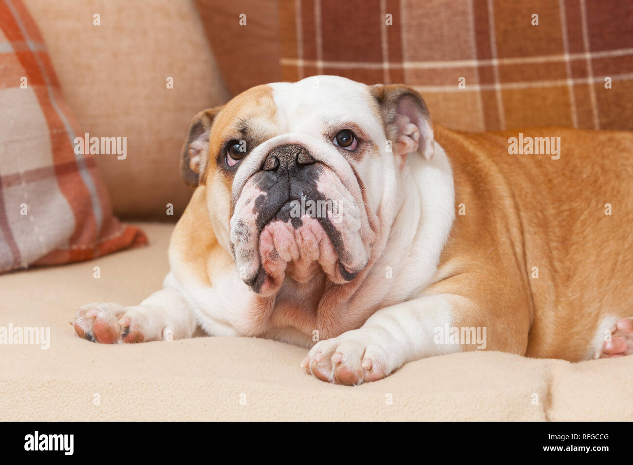 An English Bulldog on a sofa or settee or couch indoors Stock Photo