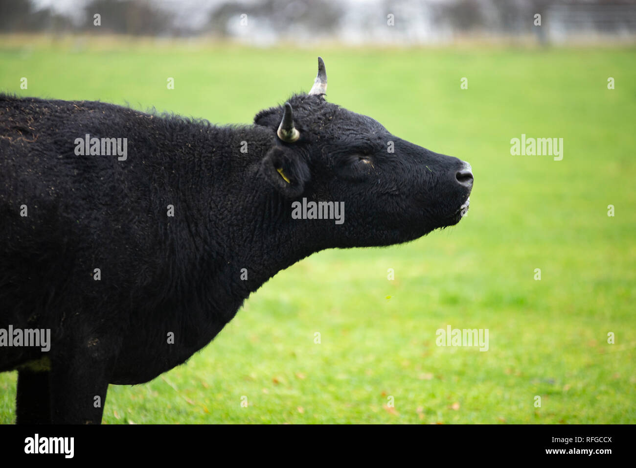 Shetland Cattle, Claddach Farm Stock Photo