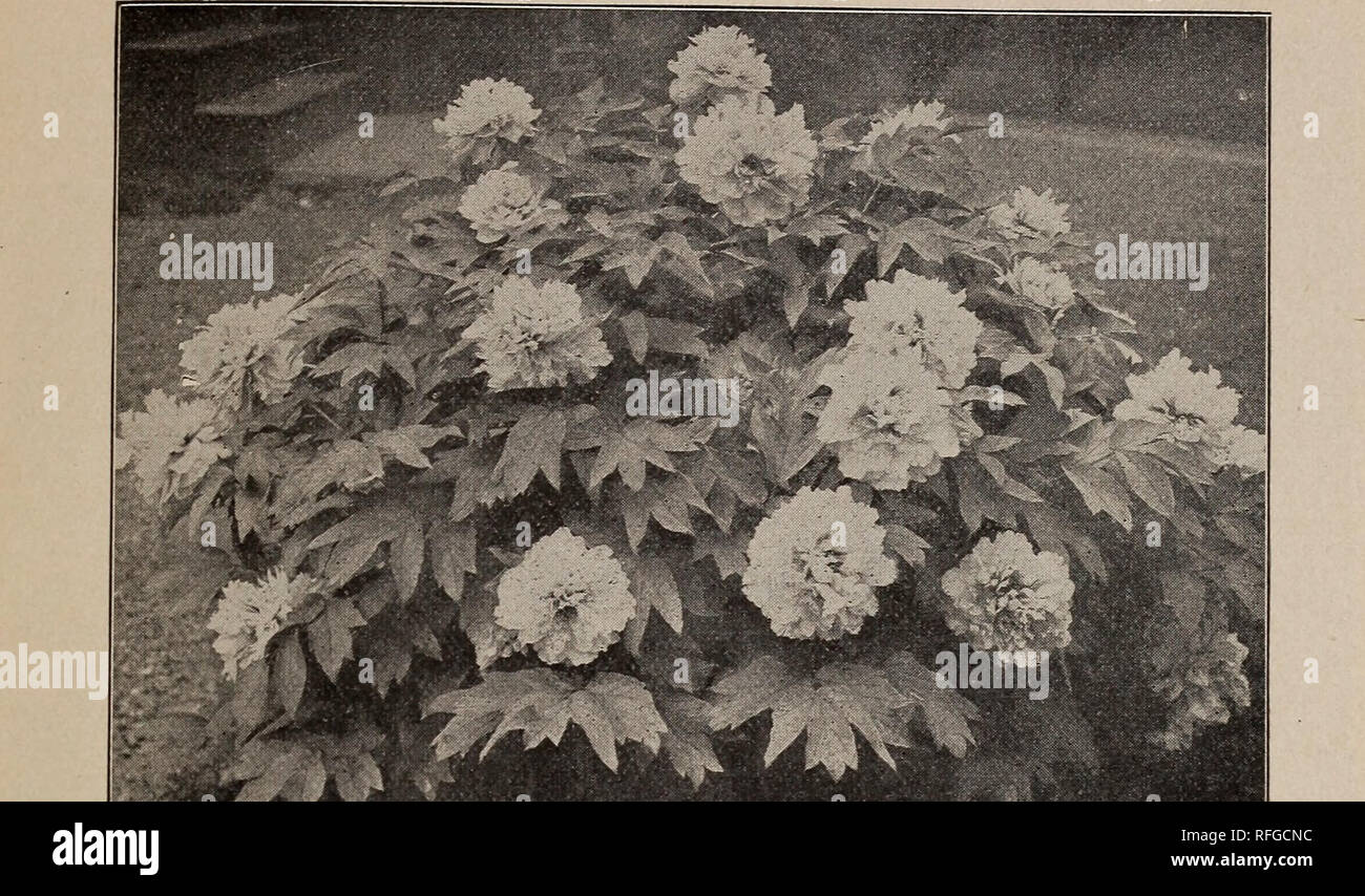 Fall Garden Goods 1901 Nurseries Horticulture Connecticut New Haven Catalogs Bulbs Plants Catalogs Plants Ornamental Catalogs Flowers Catalogs Trees Seedlings Catalogs Shrubs Catalogs Edgewood Edgewcod Lyenue New Haven Conn 11