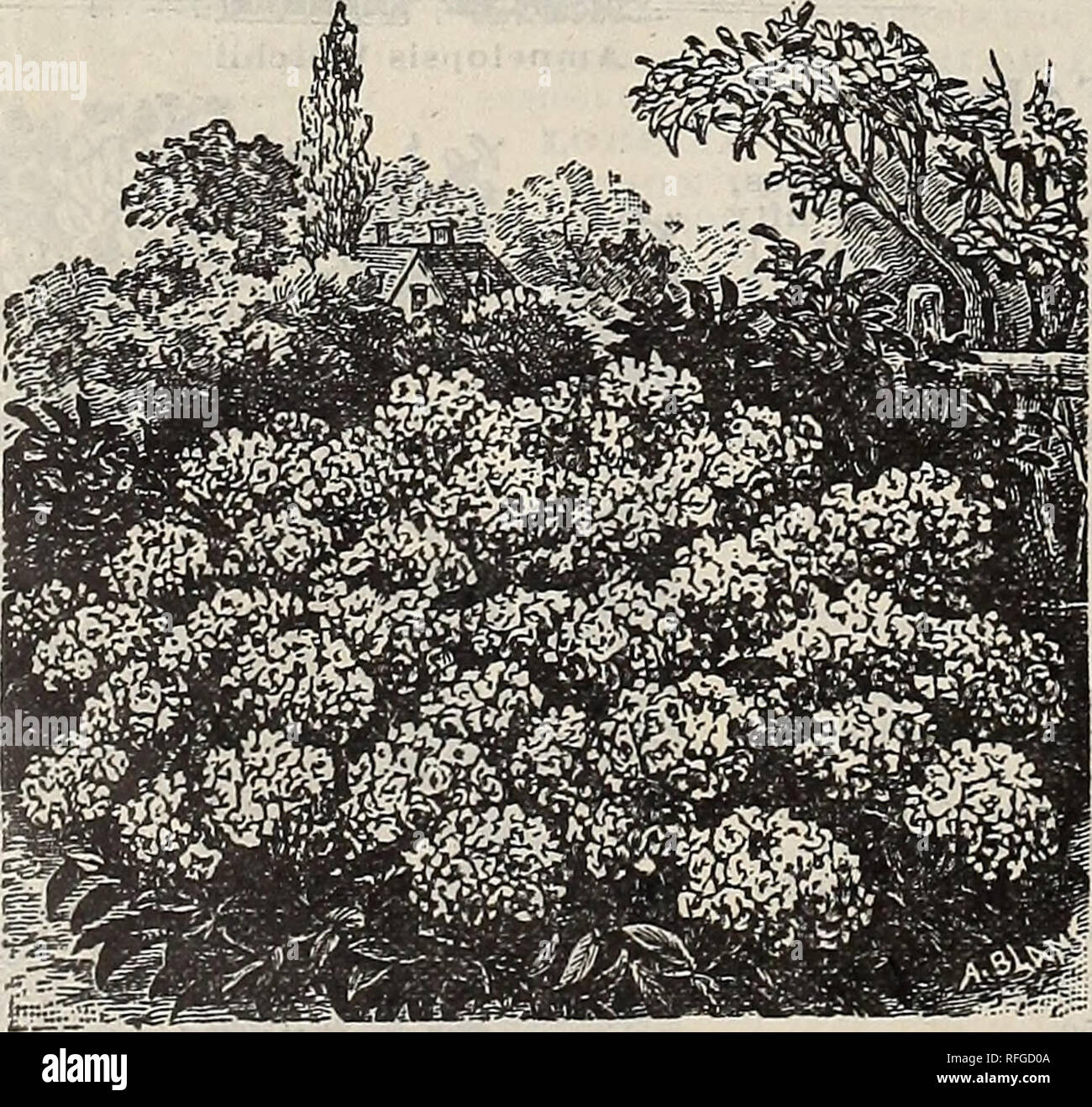 . Spring catalogue : 1900. Nurseries (Horticulture) Missouri Saint Louis Catalogs; Bulbs (Plants) Catalogs; Flowers Catalogs; Vegetables Seeds Catalogs; Plants, Ornamental Catalogs; Shrubs Catalogs; Fruit Catalogs. DICENTRA SPECTABILIS (Bleeding Heart) A hardy perennial plant, with rose-colored flowers in great abundance; one of the best border plants; perfectly hardy and easily cultivated; two feet high; flowers in April or May {see cut). Each, 25c.. Achillea, The Pearl ACHILLEA, &quot;THE PEARL&quot; OneCof the very best white-flowered plants for the border. The flowers are borne in the grea Stock Photo