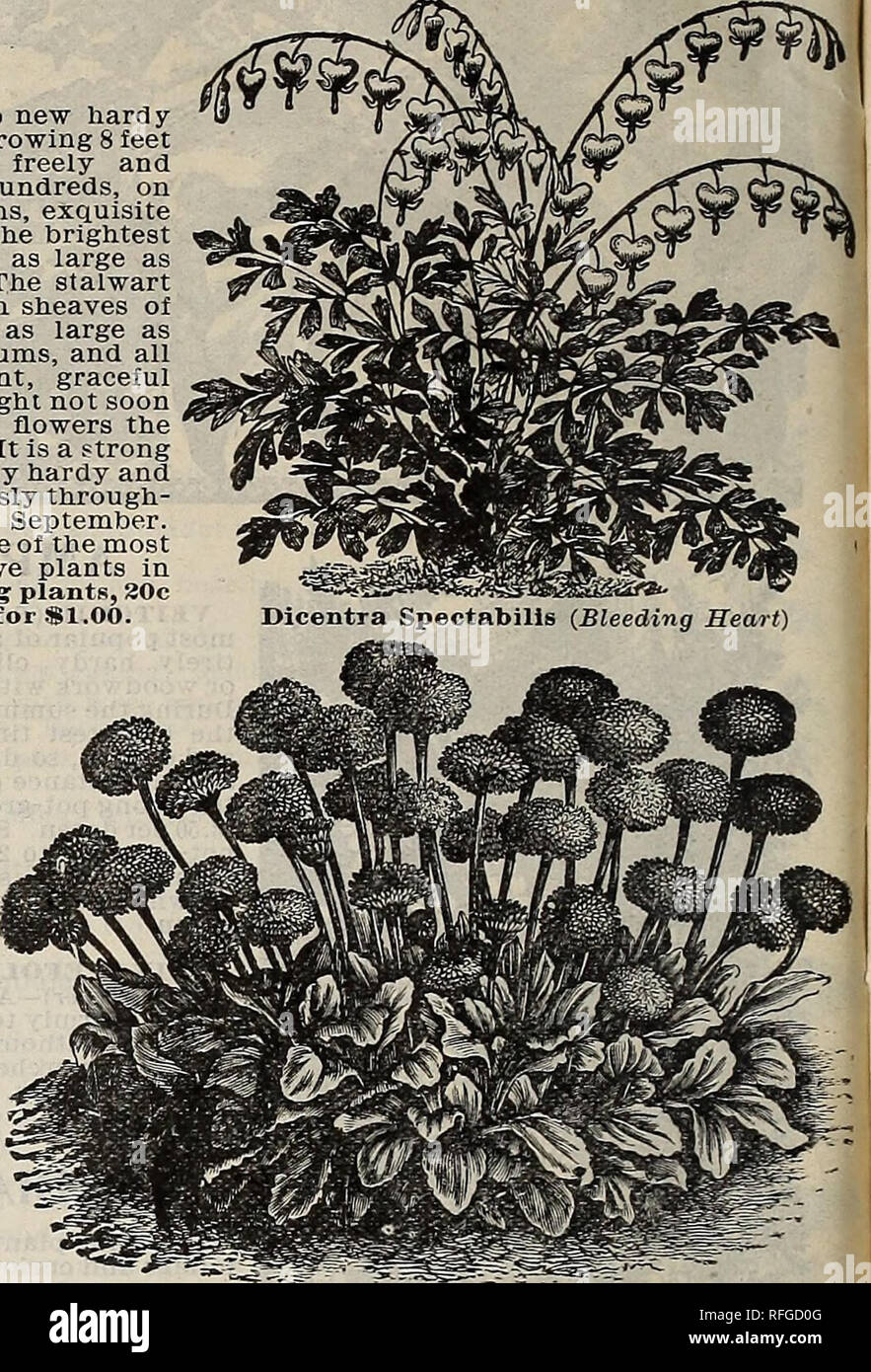 Spring Catalogue 1900 Nurseries Horticulture Missouri Saint Louis Catalogs Bulbs Plants Catalogs Flowers Catalogs Vegetables Seeds Catalogs Plants Ornamental Catalogs Shrubs Catalogs Fruit Catalogs Dicentra Spectabilis Bleeding Heart A