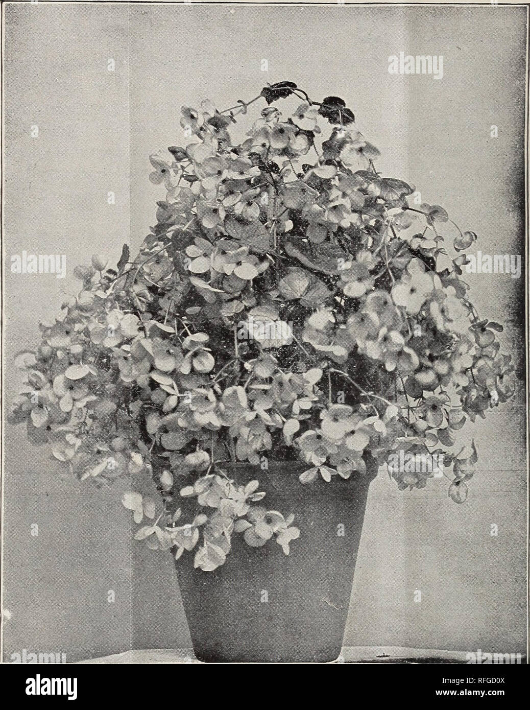 Fall Trade List September 1901 Nursery Stock New York State