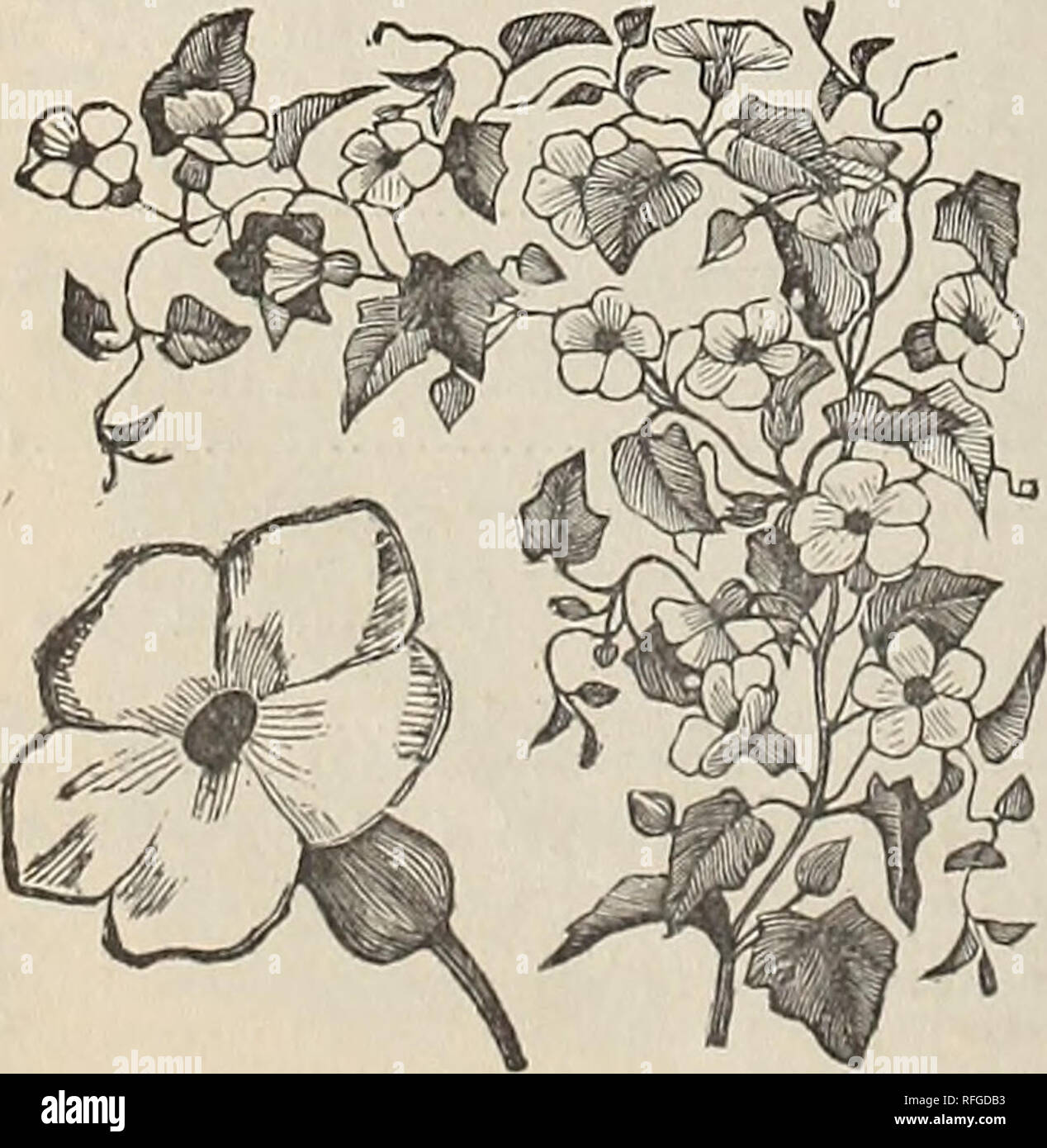 . Vegetable, flower &amp; agricultural seeds : spring 1900. Nursery stock New York (State) New York Catalogs; Vegetables Seeds Catalogs; Grasses Seeds Catalogs; Flowers Seeds Catalogs; Gardening Equipment and supplies Catalogs. TORENIA, WHITE WINGS. TAGETES. PER PKT. A beautiful and delicate fern-leaved plant, forming a compact bush, covered with bright yellow blossoms, with a reddish-brown stripe through the centre of each petal. H. H. A., 1 ft. Signata Pumila 5 THUNBERGIA. A slender and rapid-growing climber, with extremely pretty and much-admired flowers, which are freely produced, either i Stock Photo