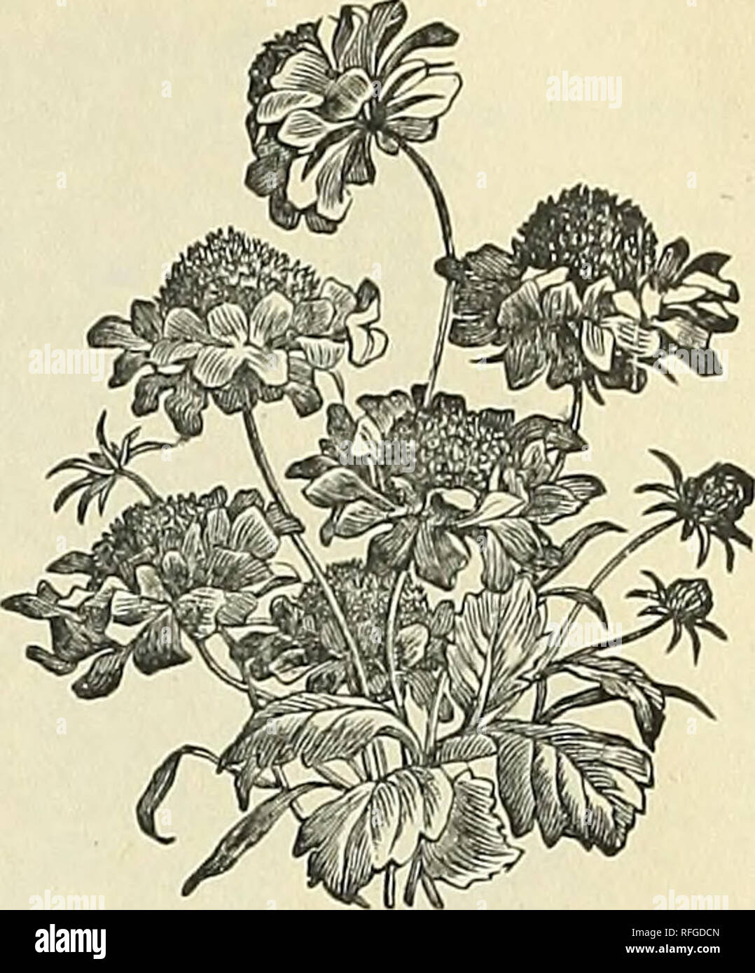 . Vegetable, flower &amp; agricultural seeds : spring 1900. Nursery stock New York (State) New York Catalogs; Vegetables Seeds Catalogs; Grasses Seeds Catalogs; Flowers Seeds Catalogs; Gardening Equipment and supplies Catalogs. SALVIA. 8ANVITALIA TROCUMBENS. PER PKT. Magnificent bedding plants of the most brilliant and effective character. Laden with gorgeous scarlet spikes, a bed of Sal- via Splendens forms a beautiful and highly attractive object. H. H. P., 2 ft. Coccinea. Scarlet, free-flowering. H. H. A 10 Patens. Rich deep blue, fragrant 20 Splendens. Bright scarlet, spikes varying from s Stock Photo
