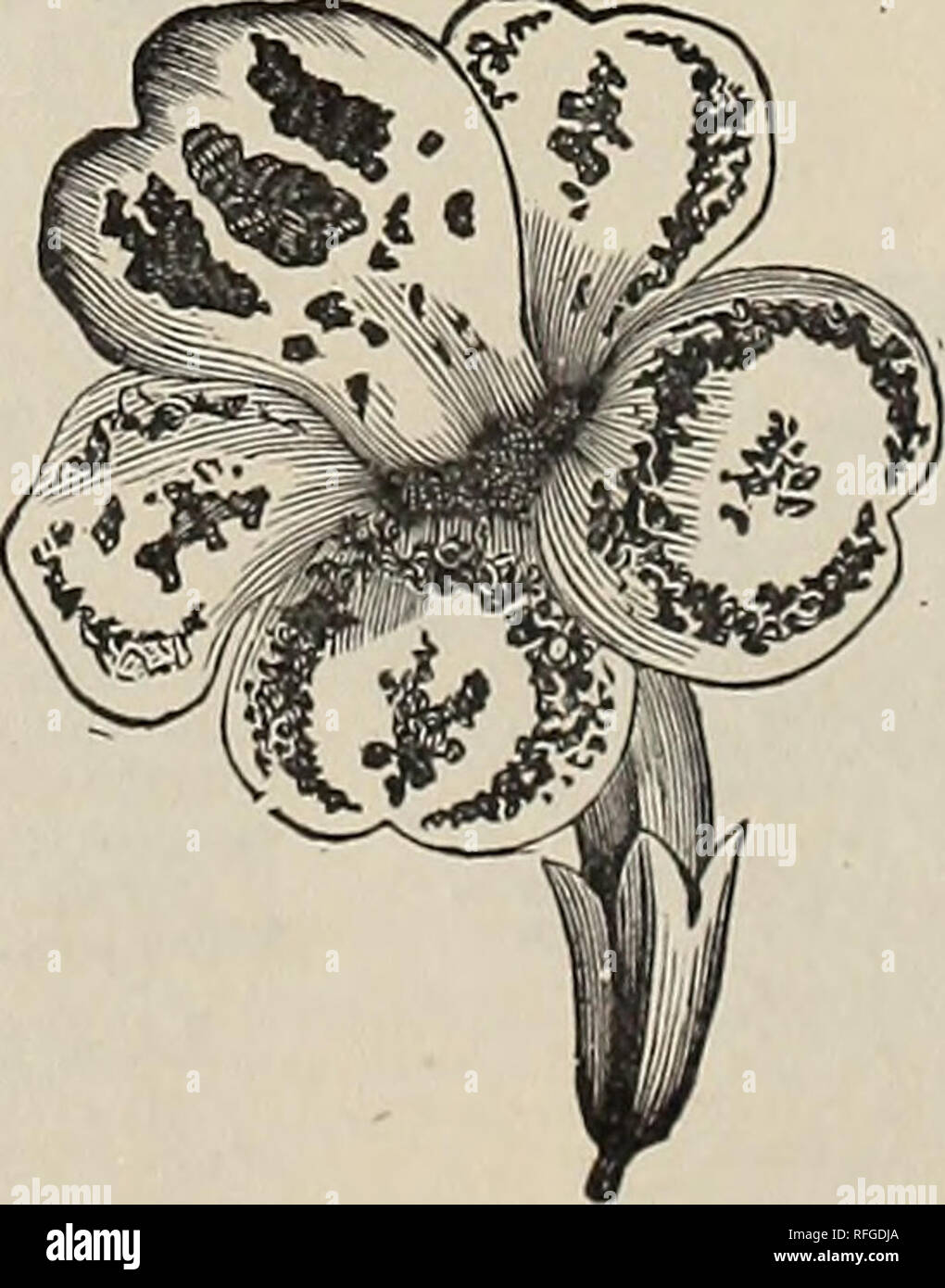 Vegetable Flower Agricultural Seeds Spring 1900 Nursery