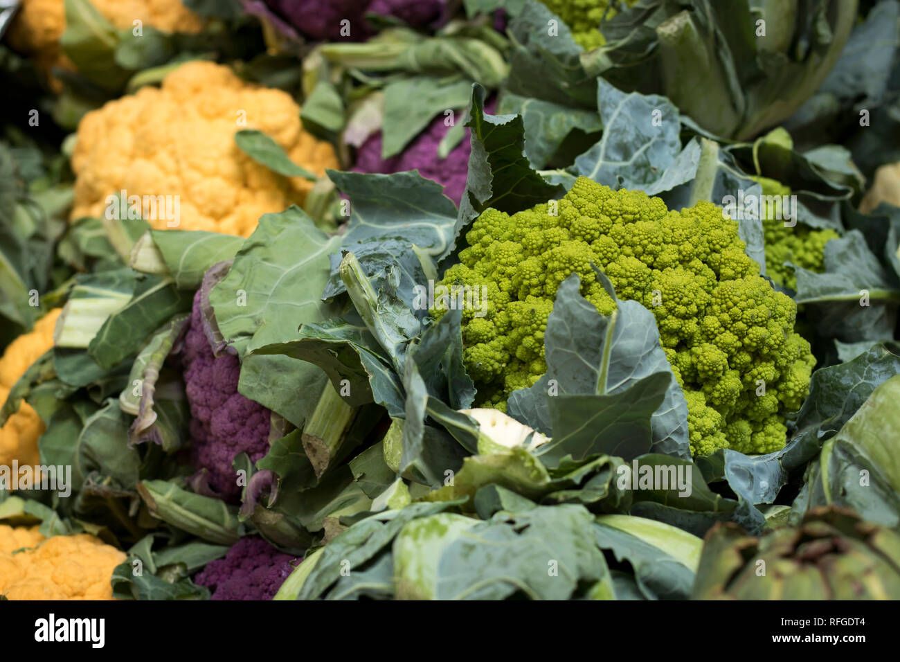 Fractal chartreuse cauliflower and a broccoli hybrid aka Romanesco at market in Pacific Northwest Stock Photo