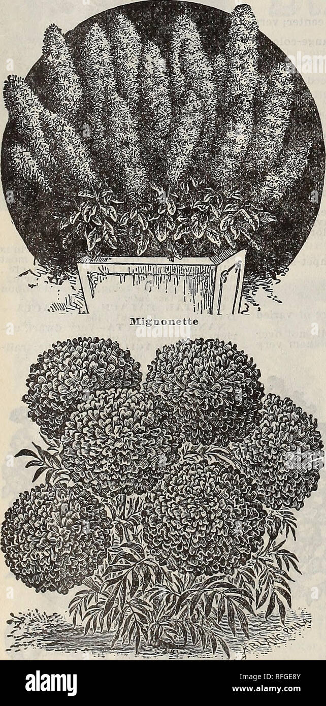 . Spring catalogue : 1900. Nurseries (Horticulture) Missouri Saint Louis Catalogs; Bulbs (Plants) Catalogs; Flowers Catalogs; Vegetables Seeds Catalogs; Plants, Ornamental Catalogs; Shrubs Catalogs; Fruit Catalogs. Maurandia Nicotiana MAURANDIA MoonSower {Ipomea Grandiflora). Marigold Graceful climbers for windows or conservatories, or for open ground in summer; very ornamental for hanging vines in vases, and for covering stumps and low trellises. Free flowering, all colors, mixed. Perpkt.,10c. MOONFLOWER {Ipomea Grandiflora) These have become celebrated as the fastest growing of all the summe Stock Photo