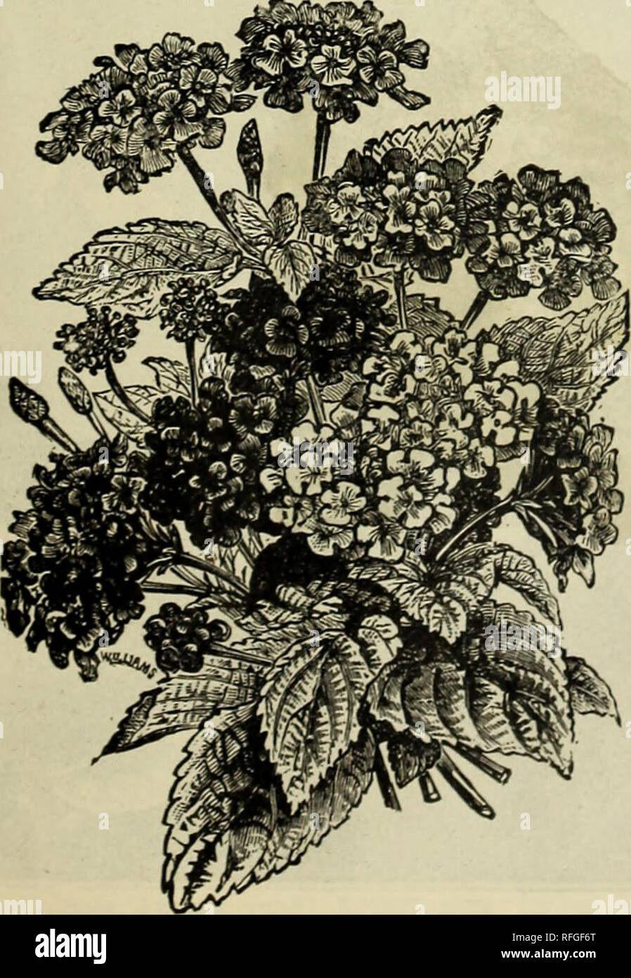 . Greenhouse and bedding plants retail catalogue spring 1900. Nursery