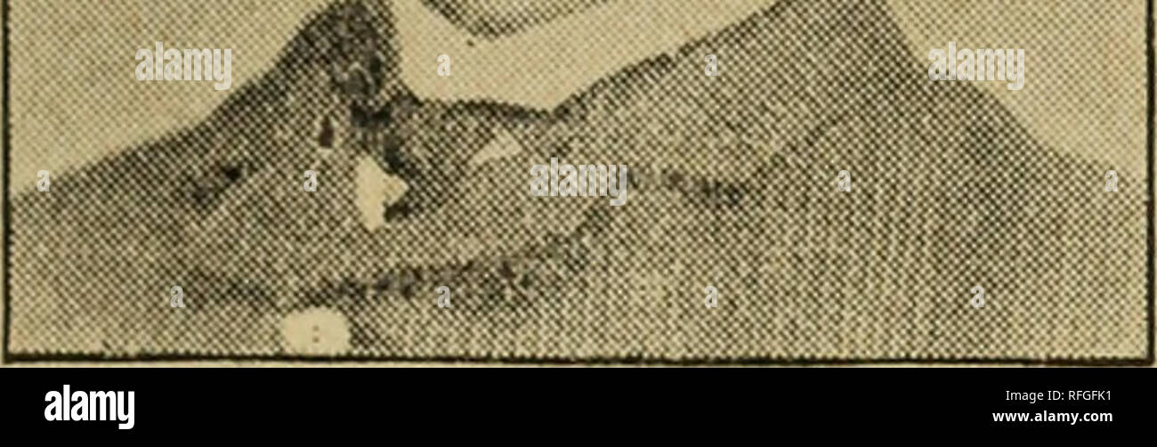 . Sixteenth annual catalogue of the Esmond Yankton Evergreen Nurseries