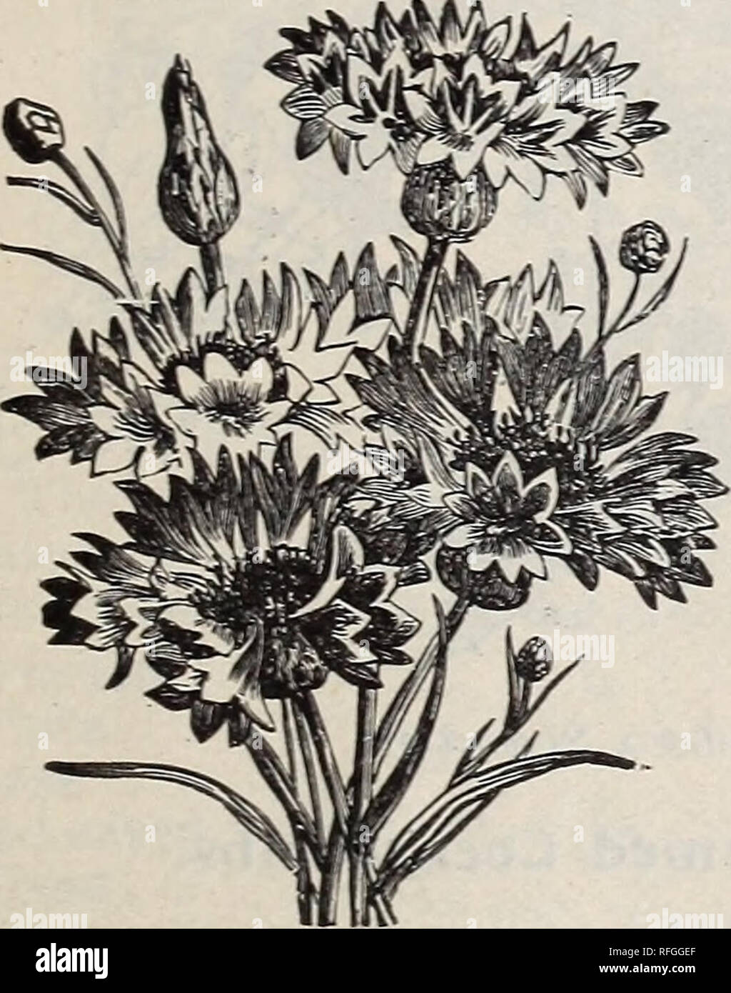 . High grade bulbs and seeds for fall planting. Nursery stock New York (State) New York Catalogs; Flowers Catalogs; Bulbs (Plants) Catalogs; Plants, Ornamental Catalogs; Gardening Equipment and supplies Catalogs. per pkt. SO 10 10 10 Ccntanrca. 05 05 10 CENTAUREA SUAVEOLENS Mammoth Yellow Sweet Sultan CENTAUREA CYANUS-Corn Flower. (Ragged Sailor or Blue Bottle.  A very popular and easily cultivated flower. Hardy annual. per pkt. Emperor William, blue . SO 05 Victoria, a charming diminutive variety, forms little bushes, only 8 inches high; pretty for edgings or pots; mixed colors 10 Finest mix Stock Photo