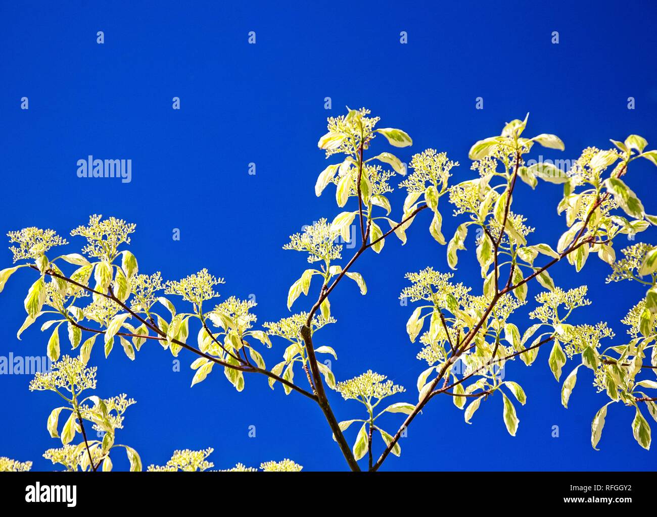 YELLOW LEAVES AGAINST A BLUE SKY BACKGROUND Stock Photo
