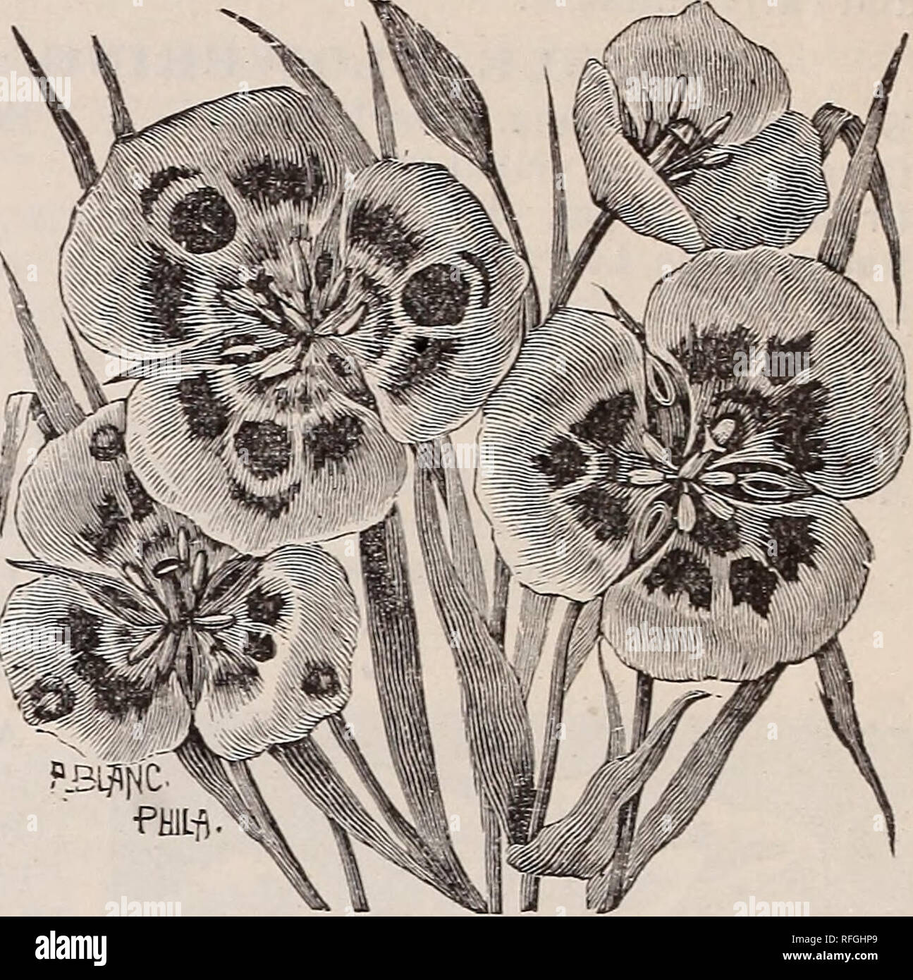 . High grade vegetable and flower and seeds. Nursery stock New York (State) New York Catalogs; Vegetables Seeds Catalogs; Flowers Catalogs; Bulbs (Plants) Catalogs; Plants, Ornamental Catalogs; Gardening Equipment and supplies Catalogs. 16 STUMPP &amp; WALTEK CO.'S BULB CATALOGUE.. BABIANA. A genus of Cape plants, bearing very showy flowers of various colors, from the richest carmine to the brightest blue. As they are not hardy north of Washington, they require the same treatment as the Anomathecas. Mixed colors, each, 5cts.; per doz., 50cts. ; per 100, $3.50. CALOCHORTUS. (CALIFORNIA OR BUTTE Stock Photo