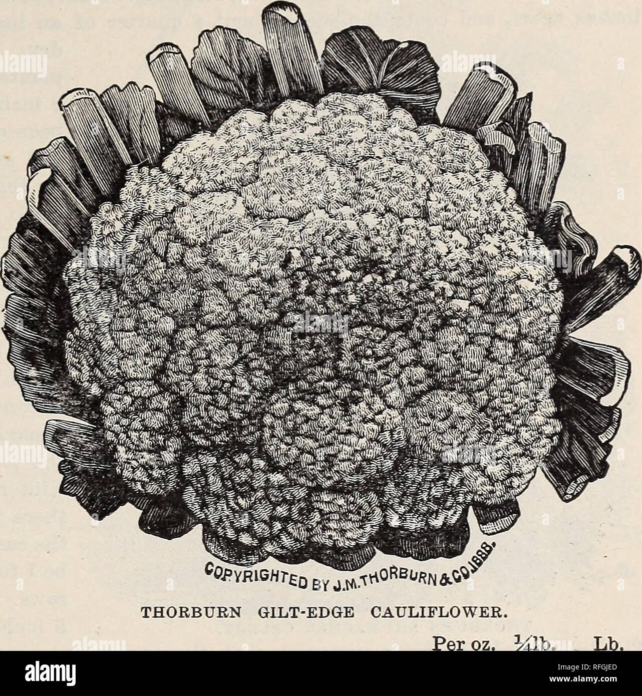 . Thorburn's seeds : 1900. Nursery stock New York (State) Catalogs; Seeds Catalogs; Vegetables Seeds Catalogs; Flowers Seeds Catalogs. Catalogue of High-Class Seeds. 19 CAULIFLOWER. Chou-Fleur. Coliflor. SBIumenfofyl. Culture. —The same as for Cabbage, except that extra manure and plenty of water will pay upon Cauliflower. If the soil be dry, water frequently, and if the plants could have a heavy mulch of hay or straw, it would keep the soil moist, and the plants would not suffer from drought. The early kinds should be strong enough to plant out not later than the middle of April; the late kin Stock Photo