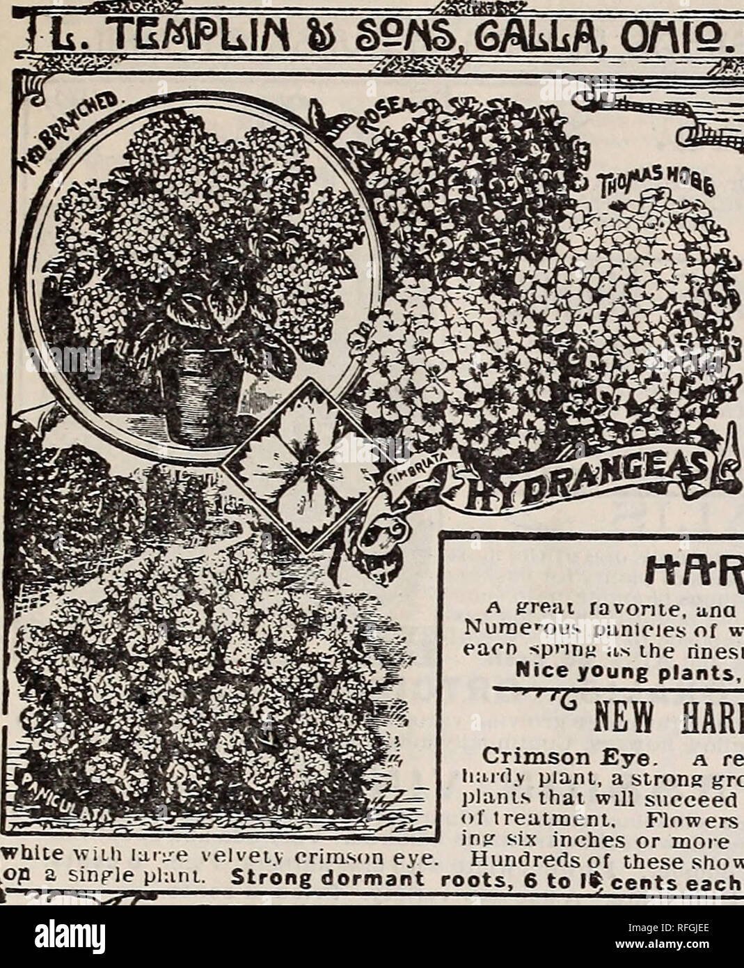 . Seeds and plants : 1900. Nurseries (Horticulture) Ohio Catalogs; Nursery stock Ohio Catalogs; Vegetables Seeds Catalogs; Flowers Catalogs; Fruit Catalogs; Plants, Ornamental Catalogs. ^ -==- varanaa man tne Hydrangea. They are ot tne easiest culture, increasing in size ana beautv from year to year a well grown specimen is a beautiful sight, remaining in bloom throughout the entf» season. They should oe wintered dormant in a cold cellar A little freezing will noi injure them We offer only the best sorts. Thomas Hogg. Immense trusses of pure white flowers. One oi the most profuse bloomers we  Stock Photo