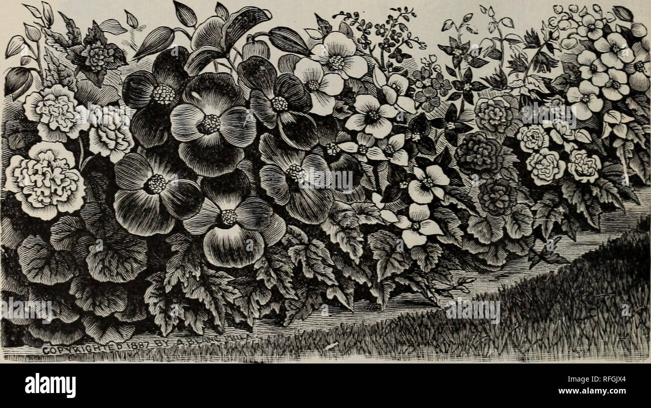 . Catalogue of trees, shrubs, evergreens and herbaceous plants