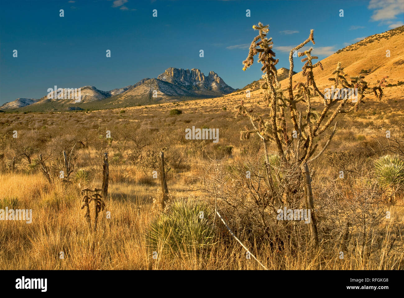 Tree cholla cactus at grassland with Sawtooth Mountain covered with