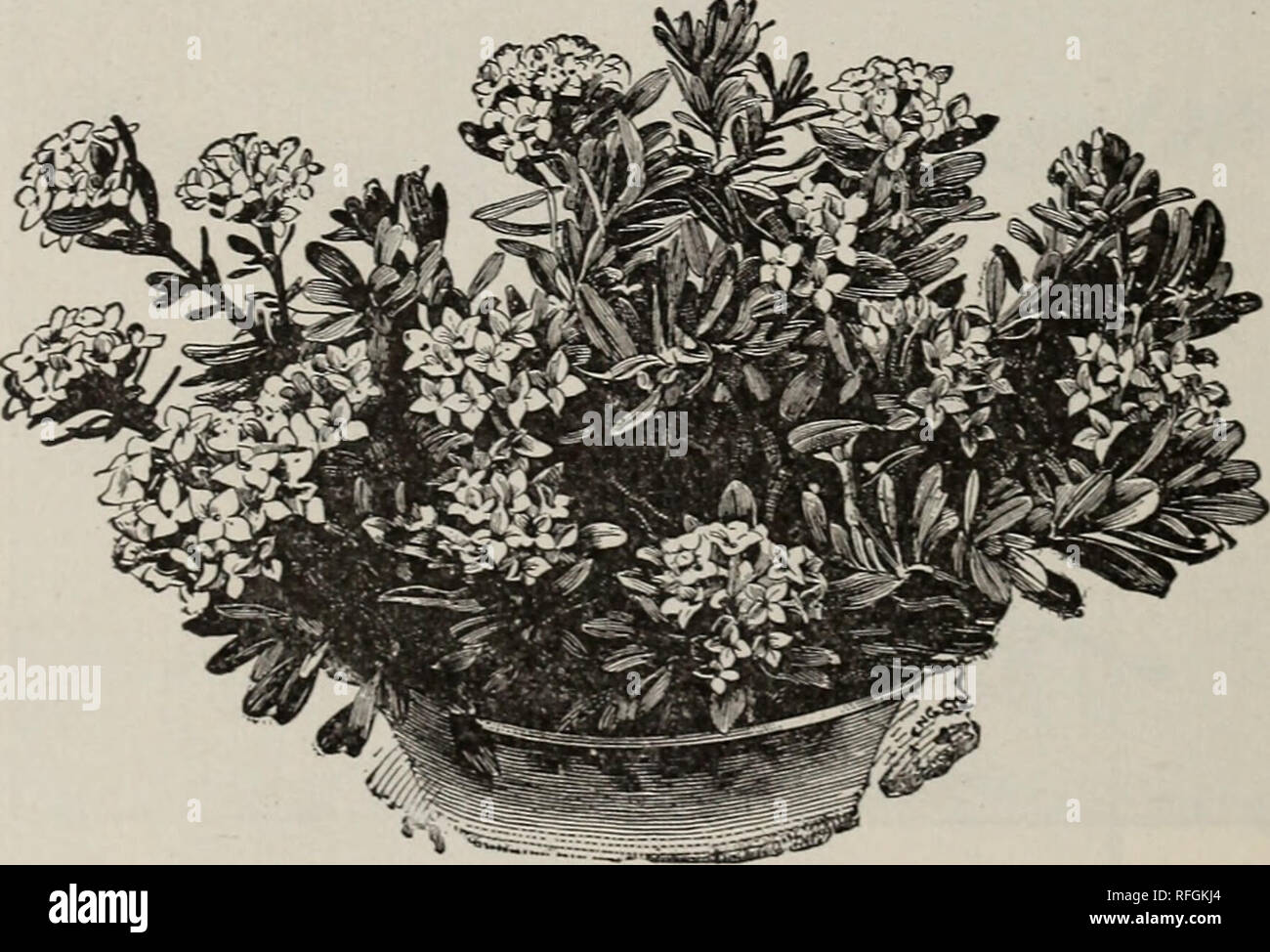 . Catalogue of trees, shrubs, evergreens and herbaceous plants