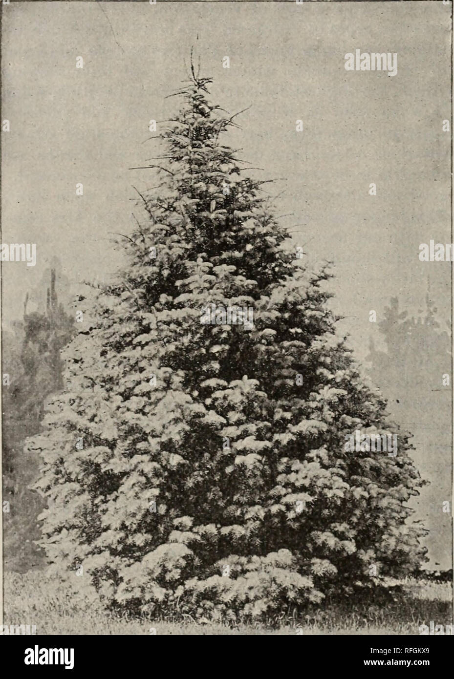 Catalogue Of Trees Shrubs Evergreens And Herbaceous Plants Nurseries Horticulture Massachusetts Boston Catalogs Bulbs Plants Catalogs Shrubs Catalogs Trees Seedlings Catalogs Fruit Trees Seedlings Catalogs Fruit Catalogs 36 Catalogue Of Trees