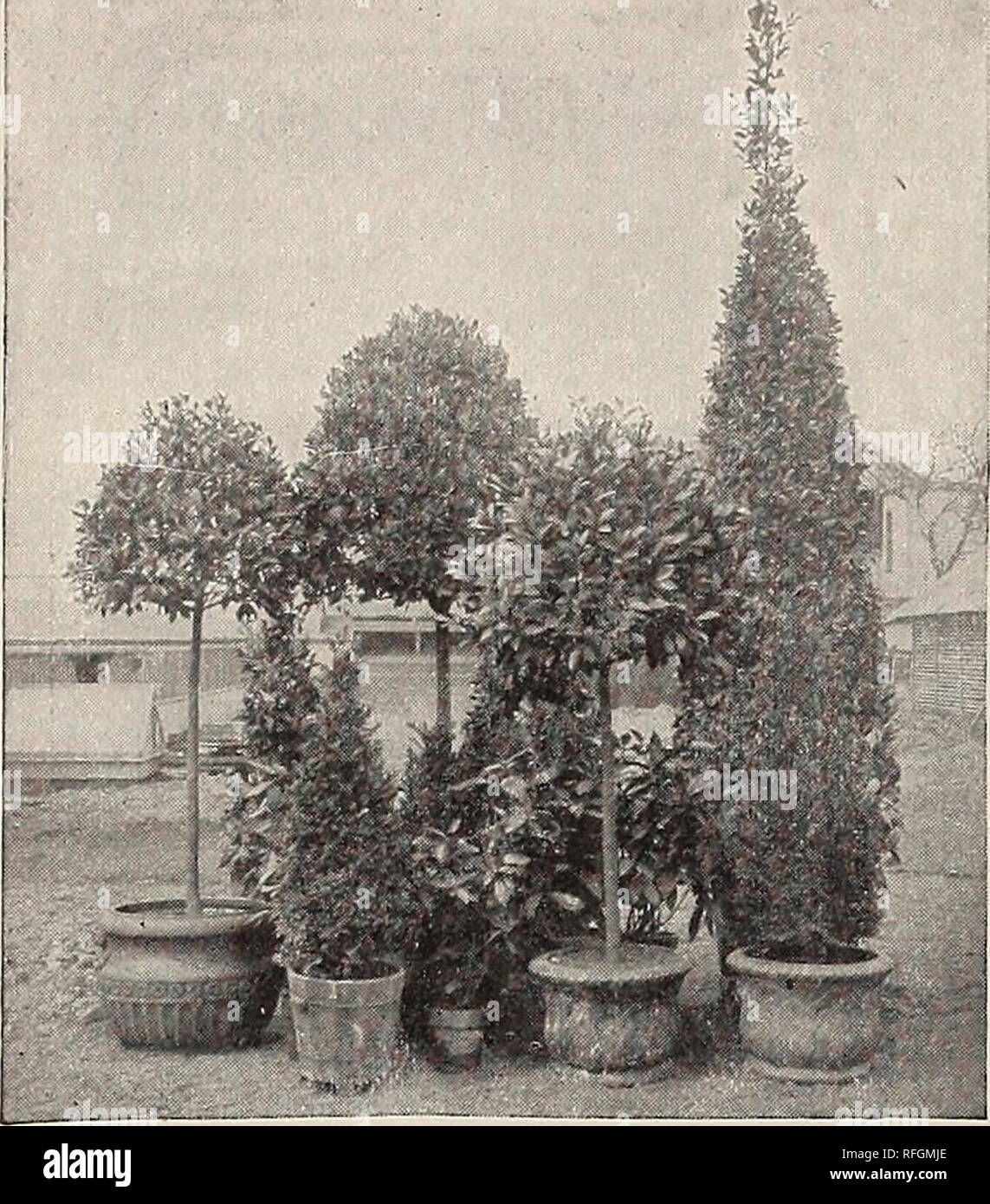 . New, rare and beautiful plants. Nurseries (Horticulture) New York